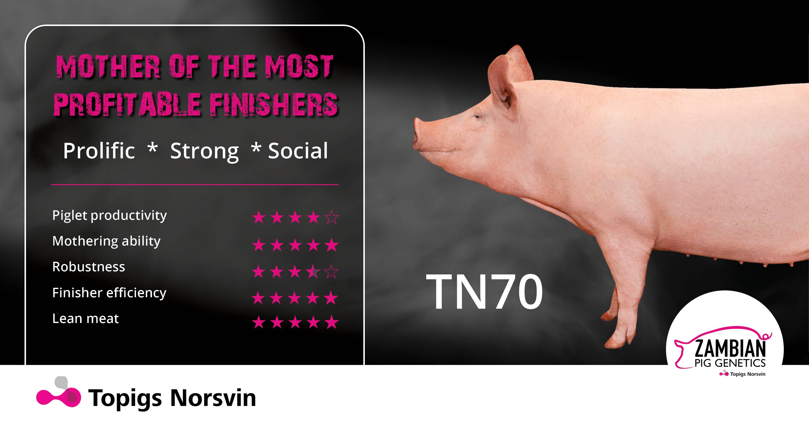 Mother of the most profitable finishers | TN70 | Zambian Pig Genetics