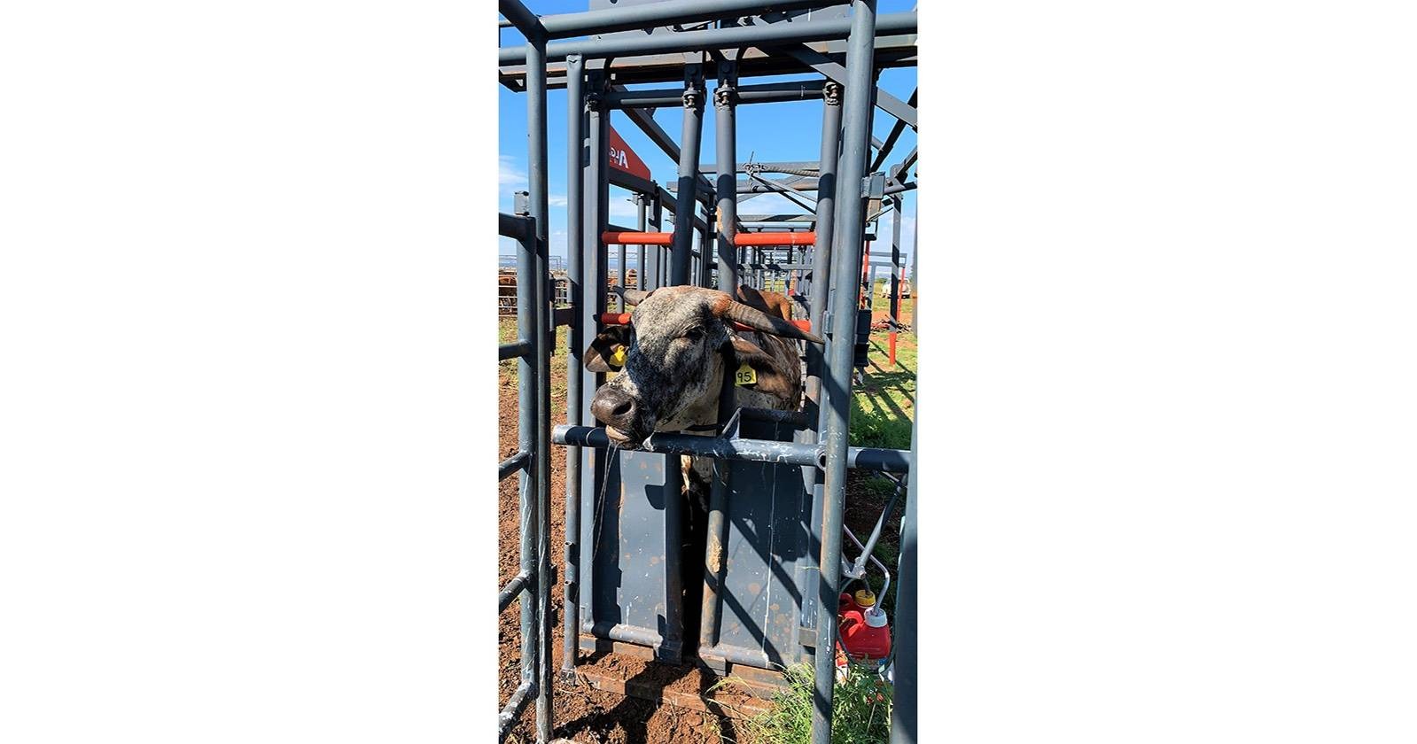 Neck clamp | Nekklamp | Algar - 10