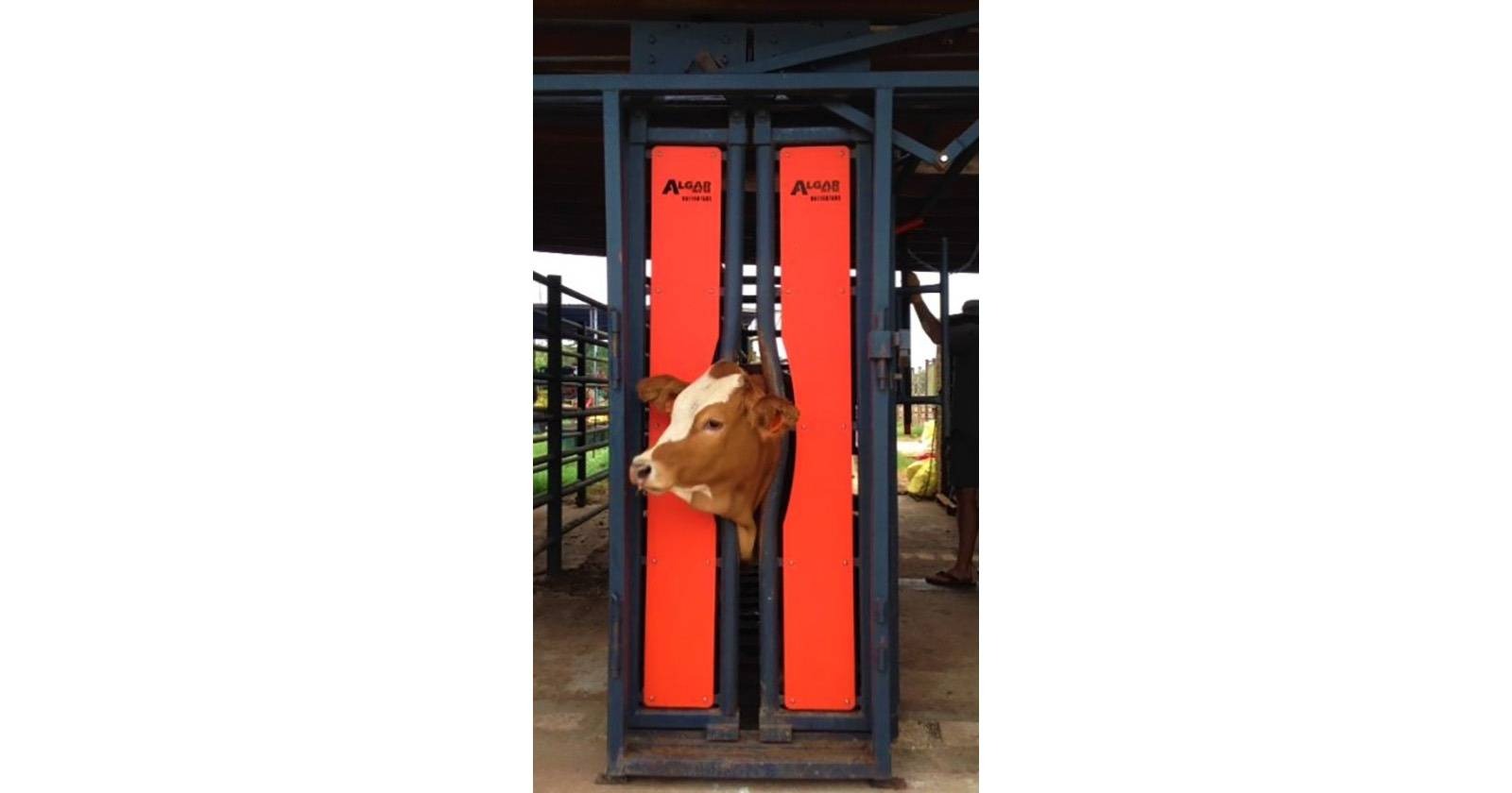 Neck clamp | Nekklamp | Algar - 17