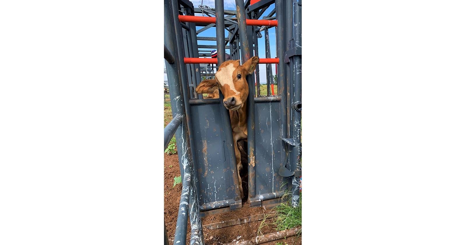 Neck clamp | Nekklamp | Algar - 8