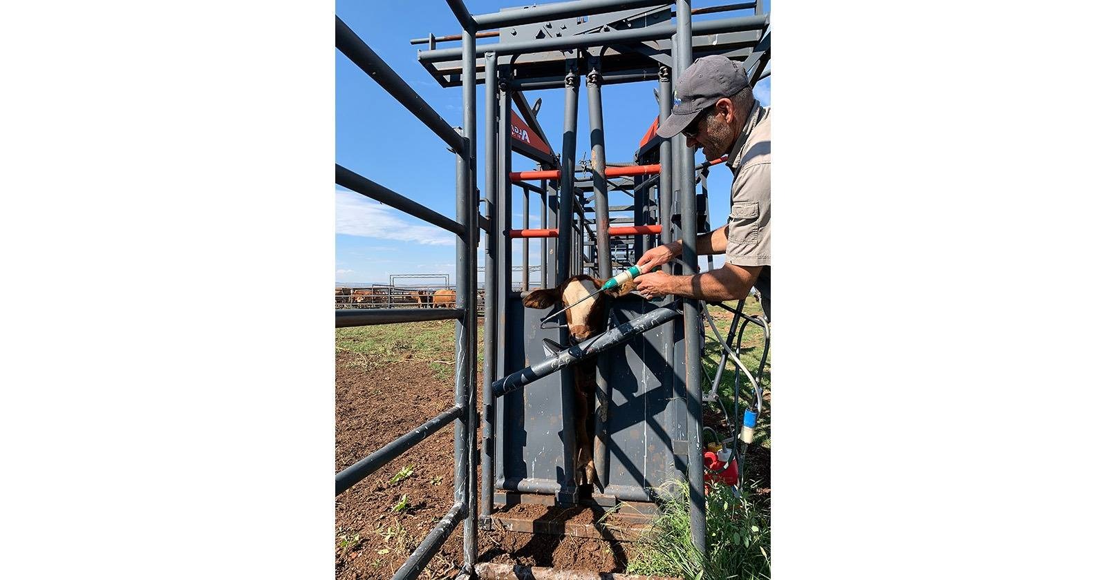 Neck clamp | Nekklamp | Algar - 18