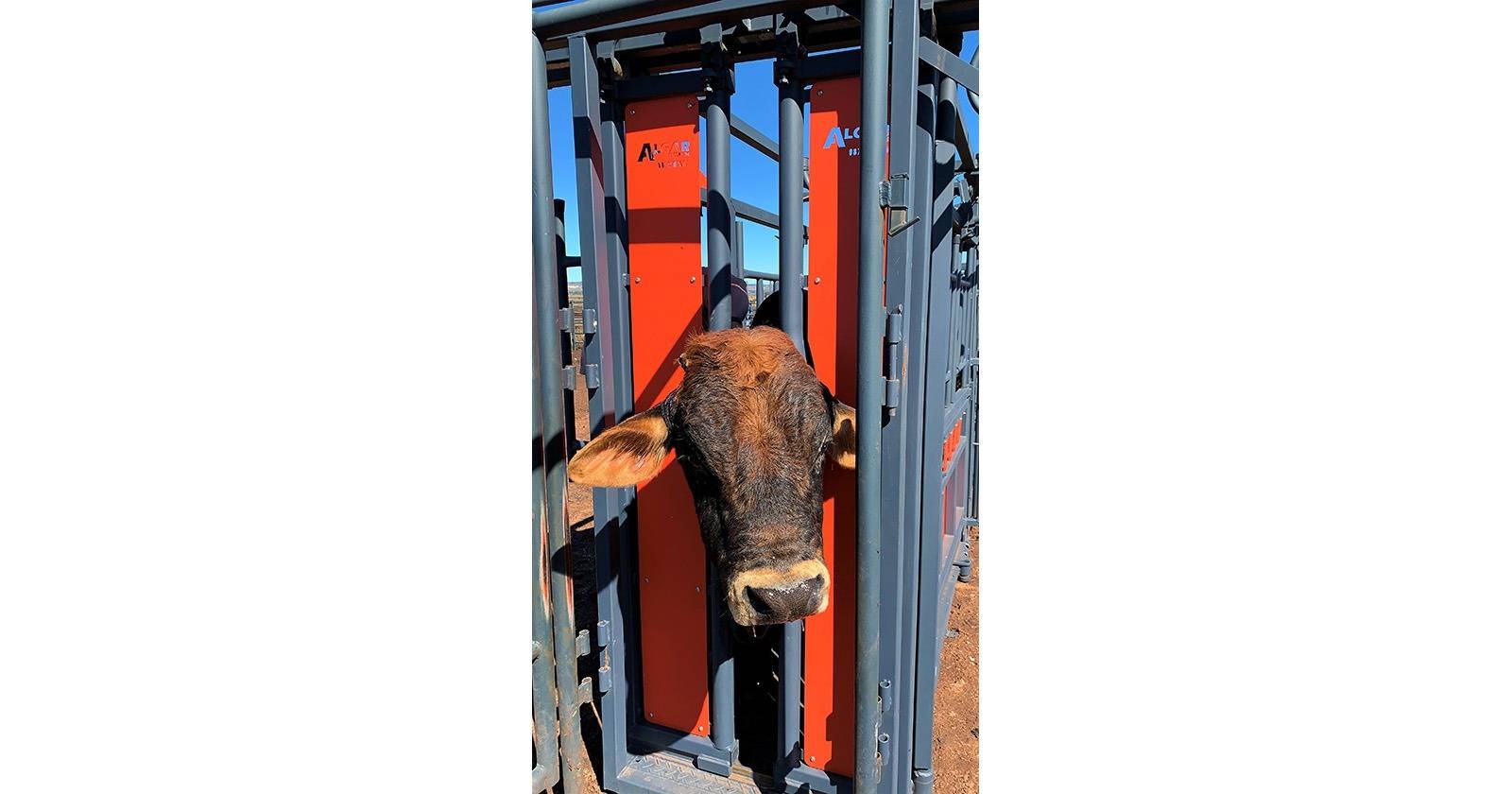 Neck clamp | Nekklamp | Algar - 12