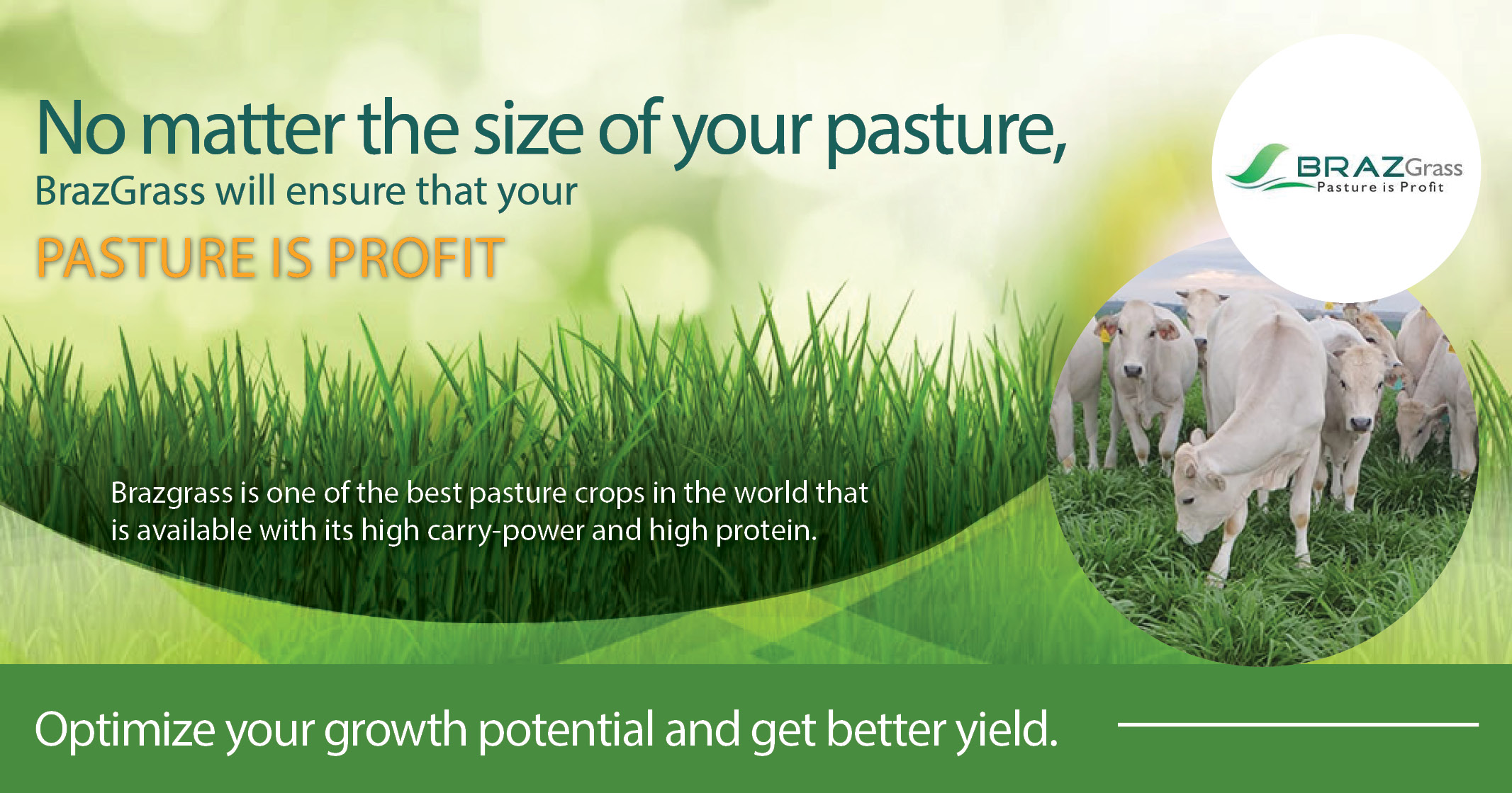 No matter the size of your pasture, BRAZgrass will ensure that your PASTURE IS PROFIT