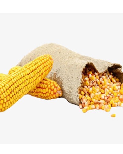 Non gmo Yellow corn for animal feed