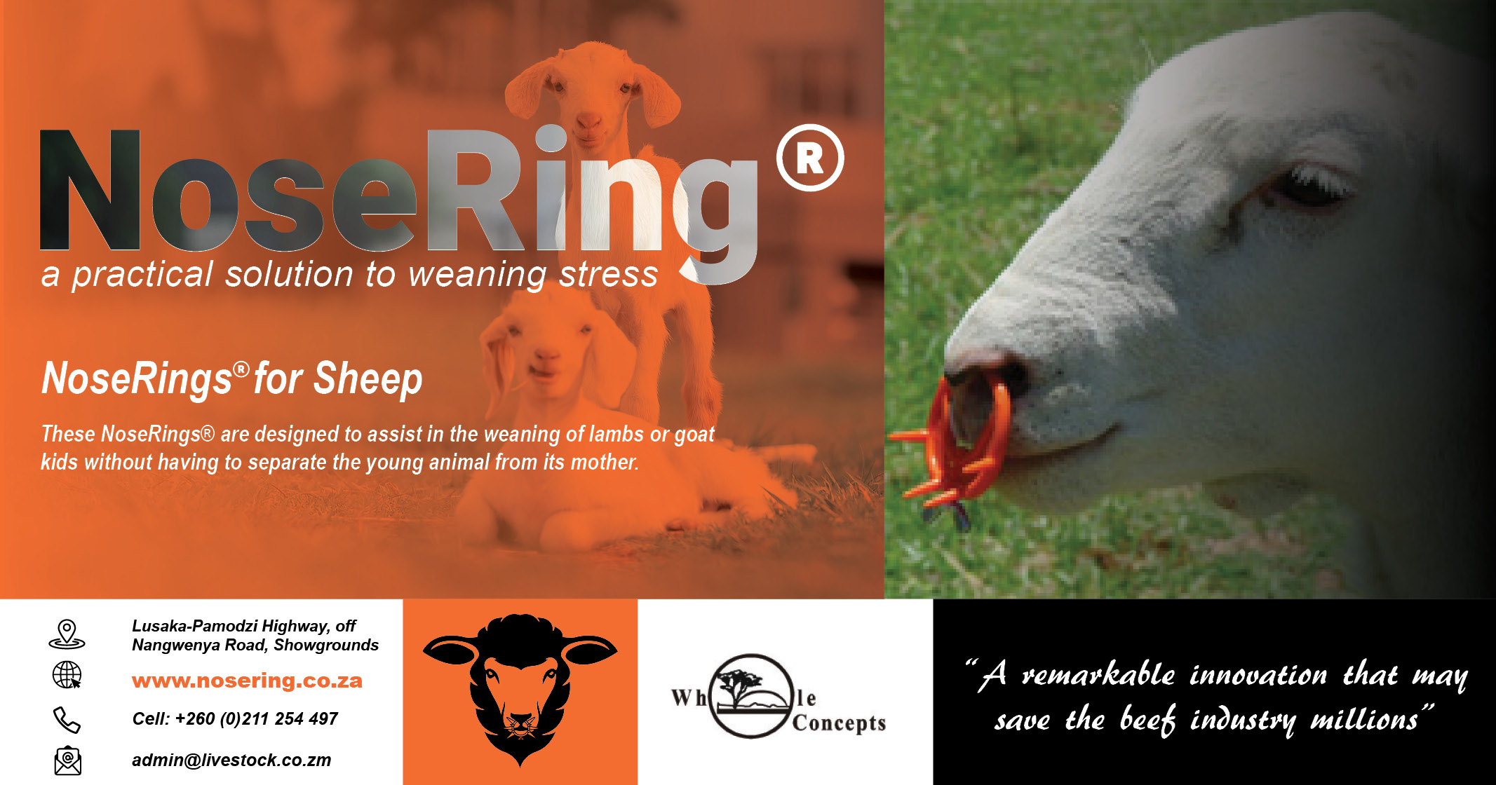 NoseRings® for sheep | Whole Concepts