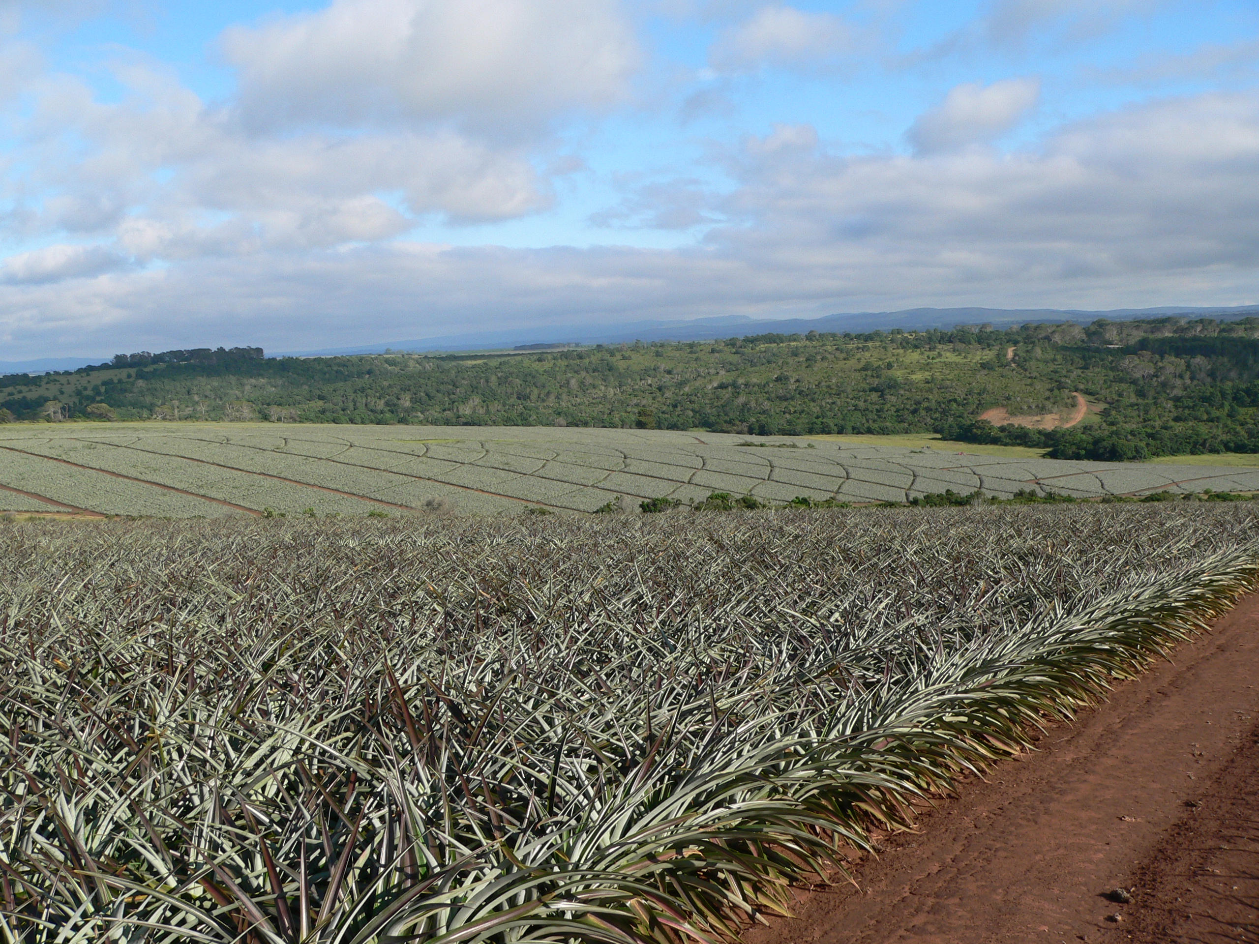Old Pineapple Farm - 7