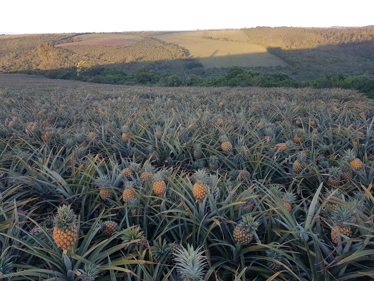 Old Pineapple Farm - 5