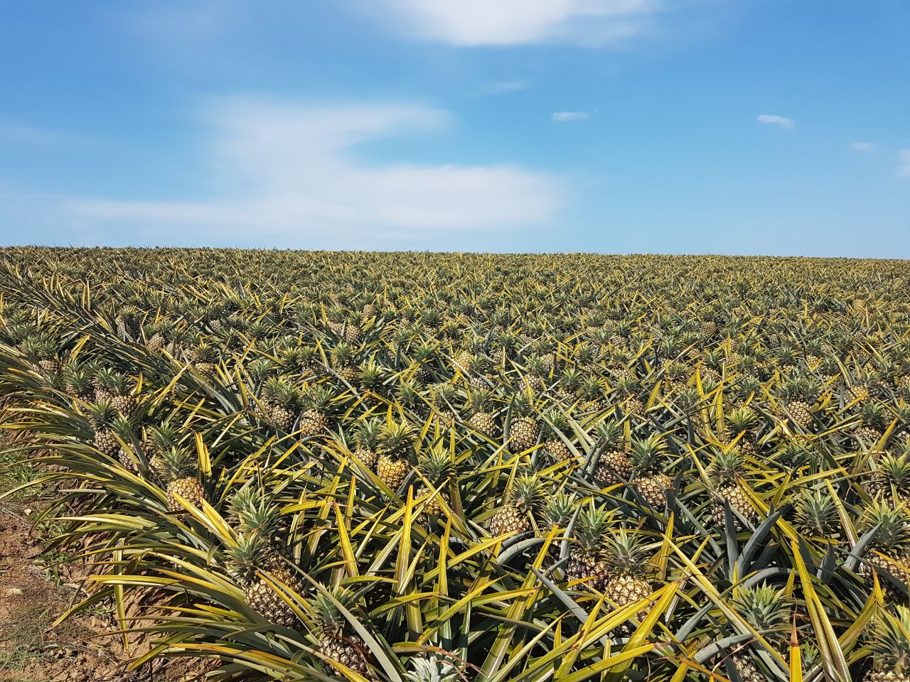 Old Pineapple Farm - 2
