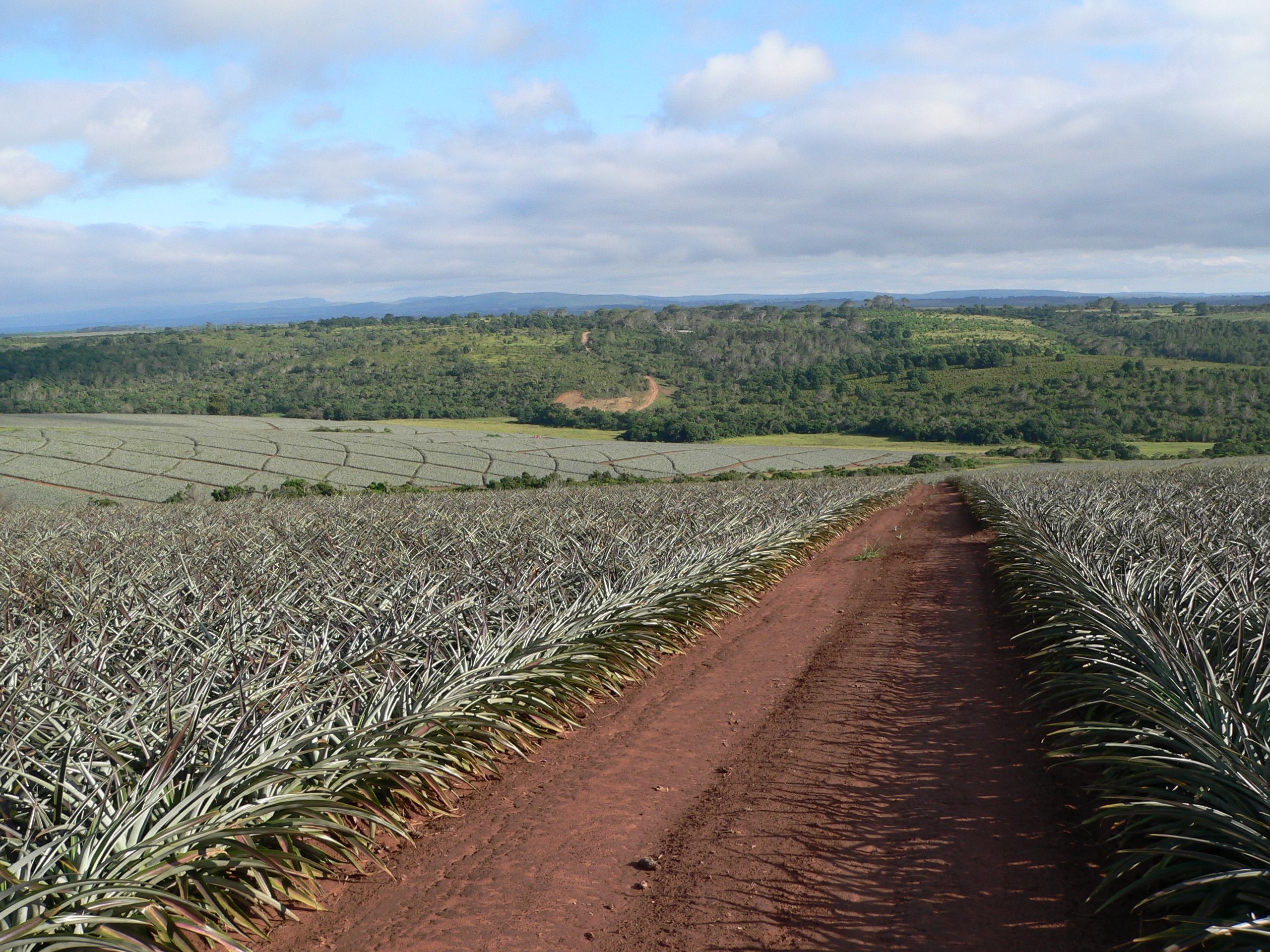 Old Pineapple Farm - 1