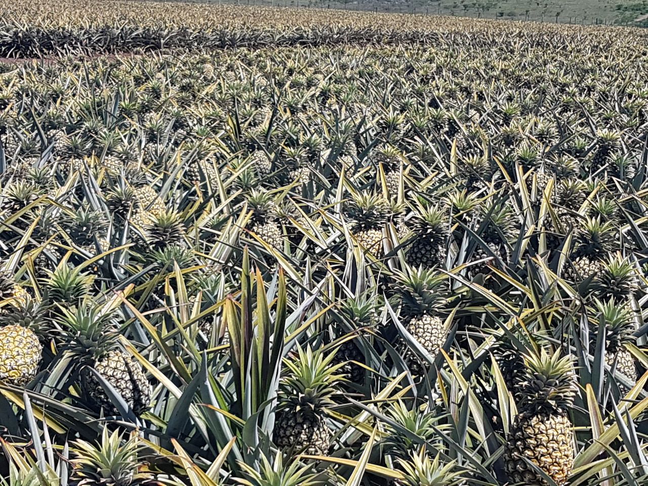 Old Pineapple Farm - 3