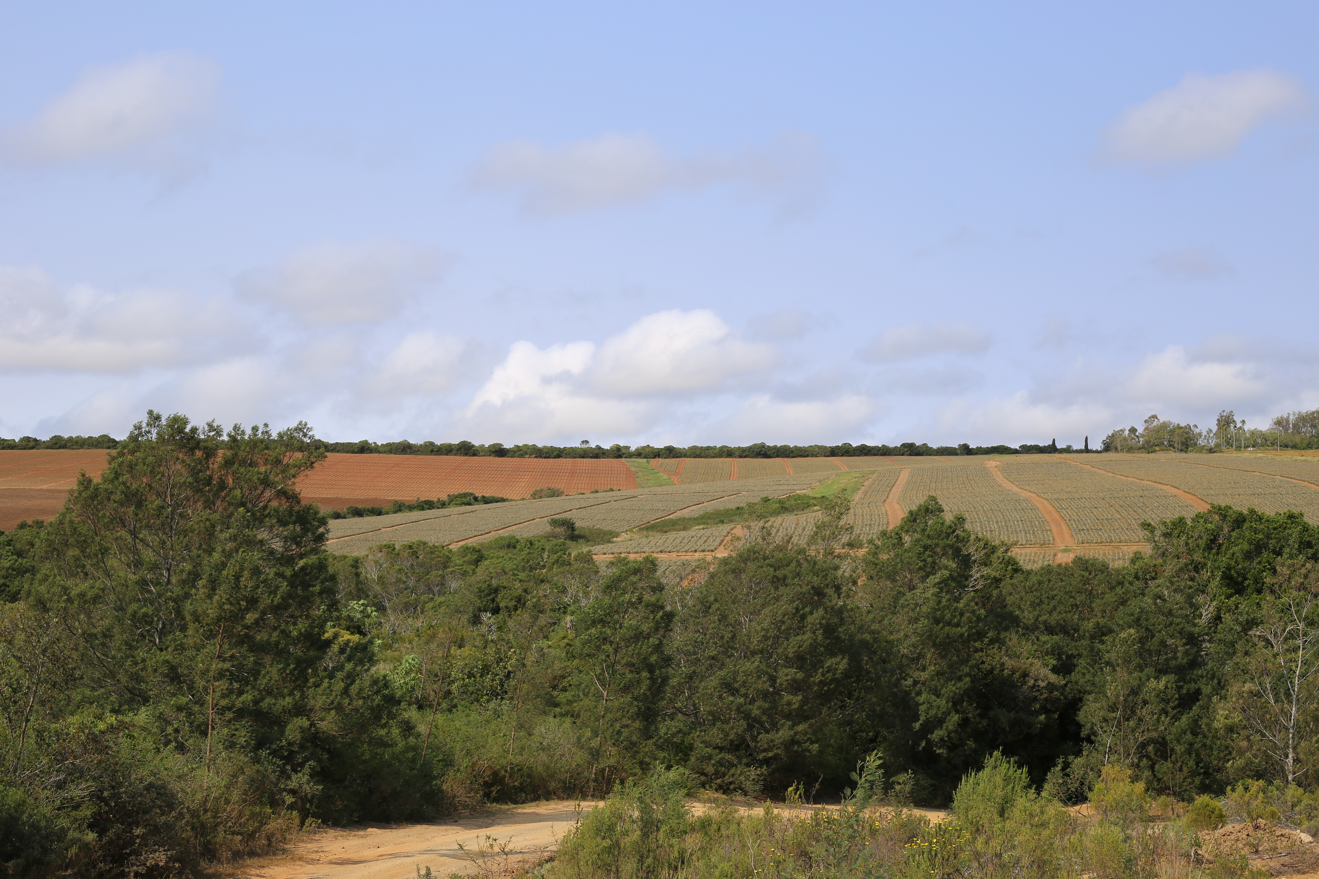 Old Pineapple Farm