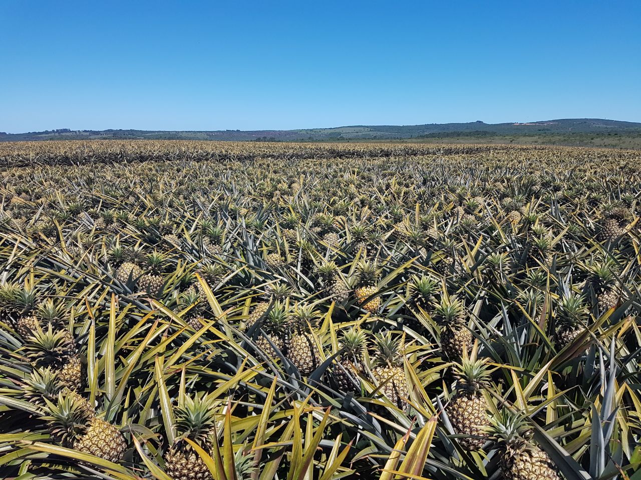 Old Pineapple Farm - 4