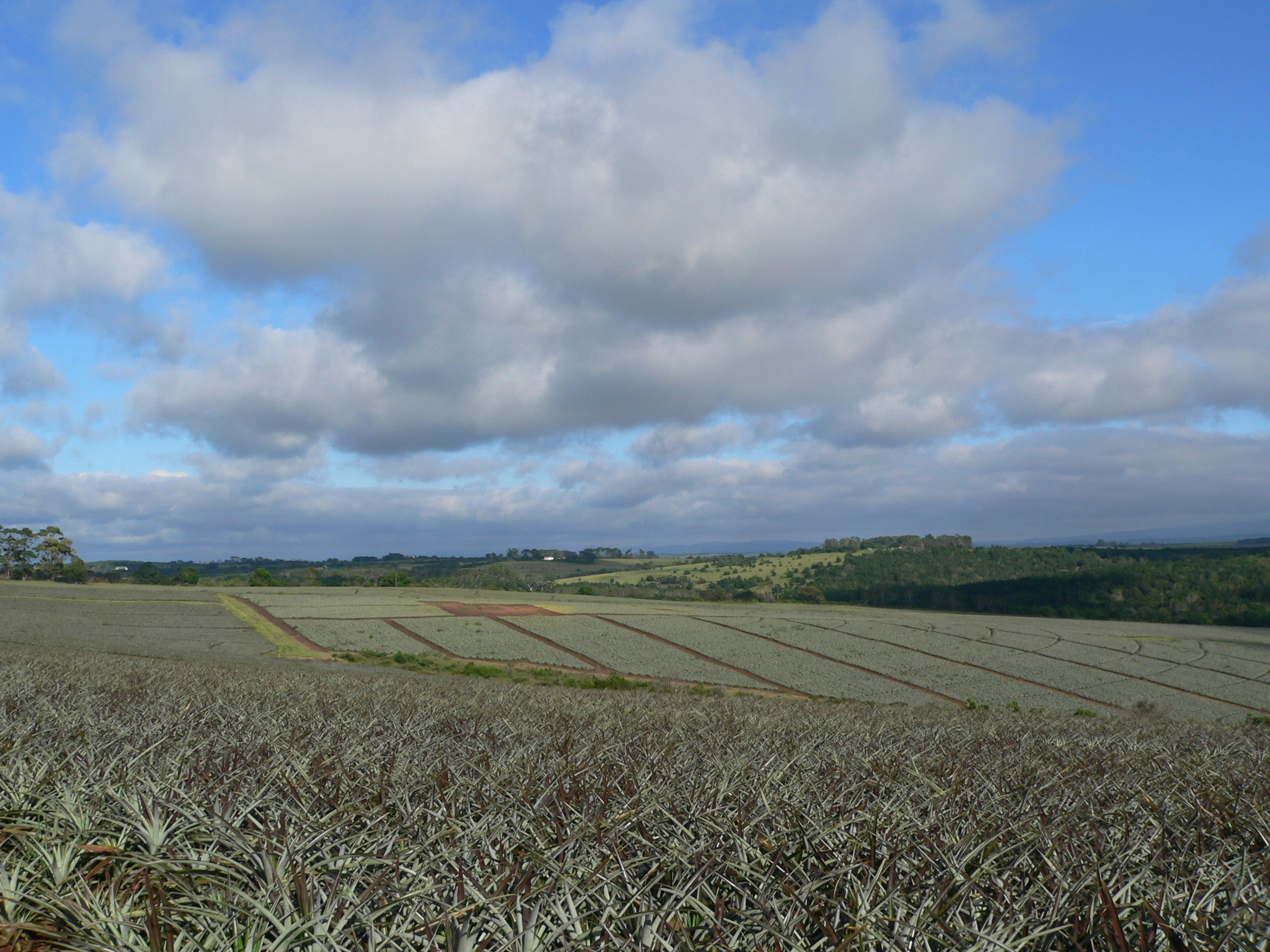 Old Pineapple Farm - 11