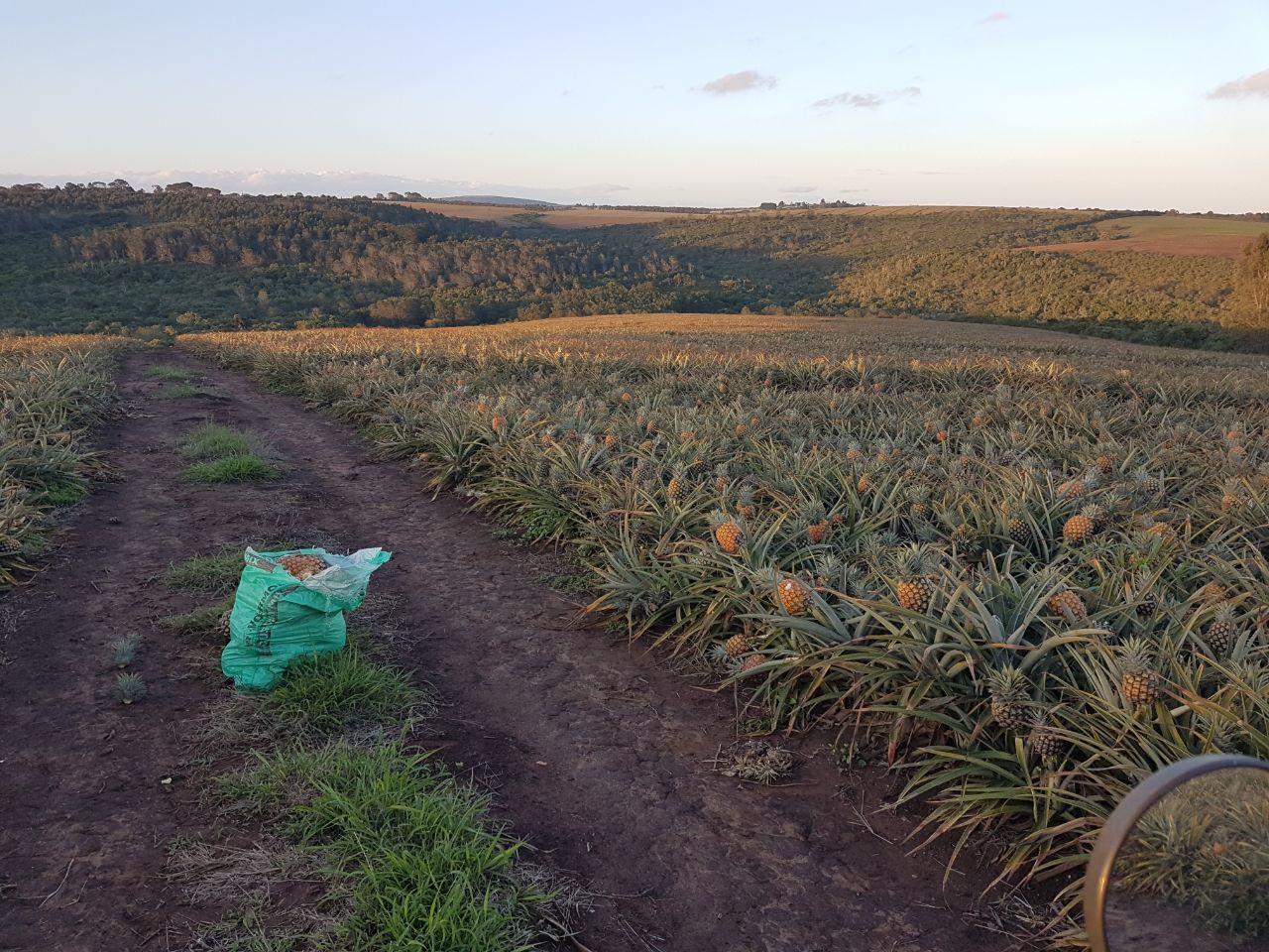 Old Pineapple Farm - 6