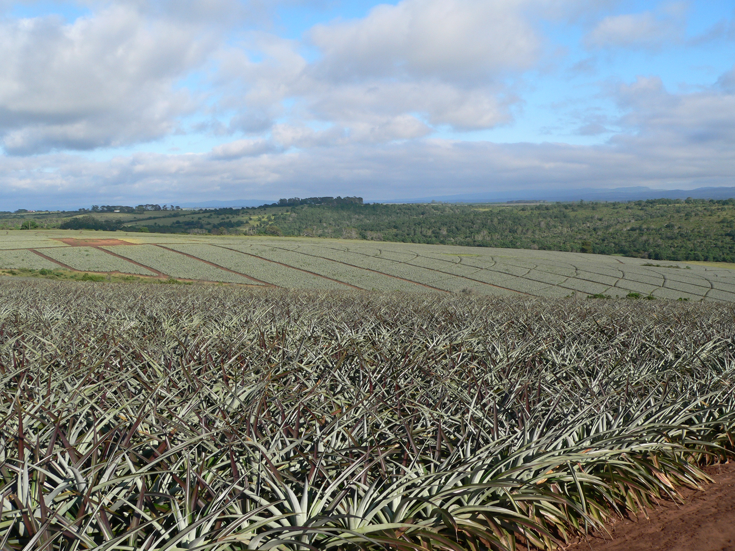 Old Pineapple Farm - 8