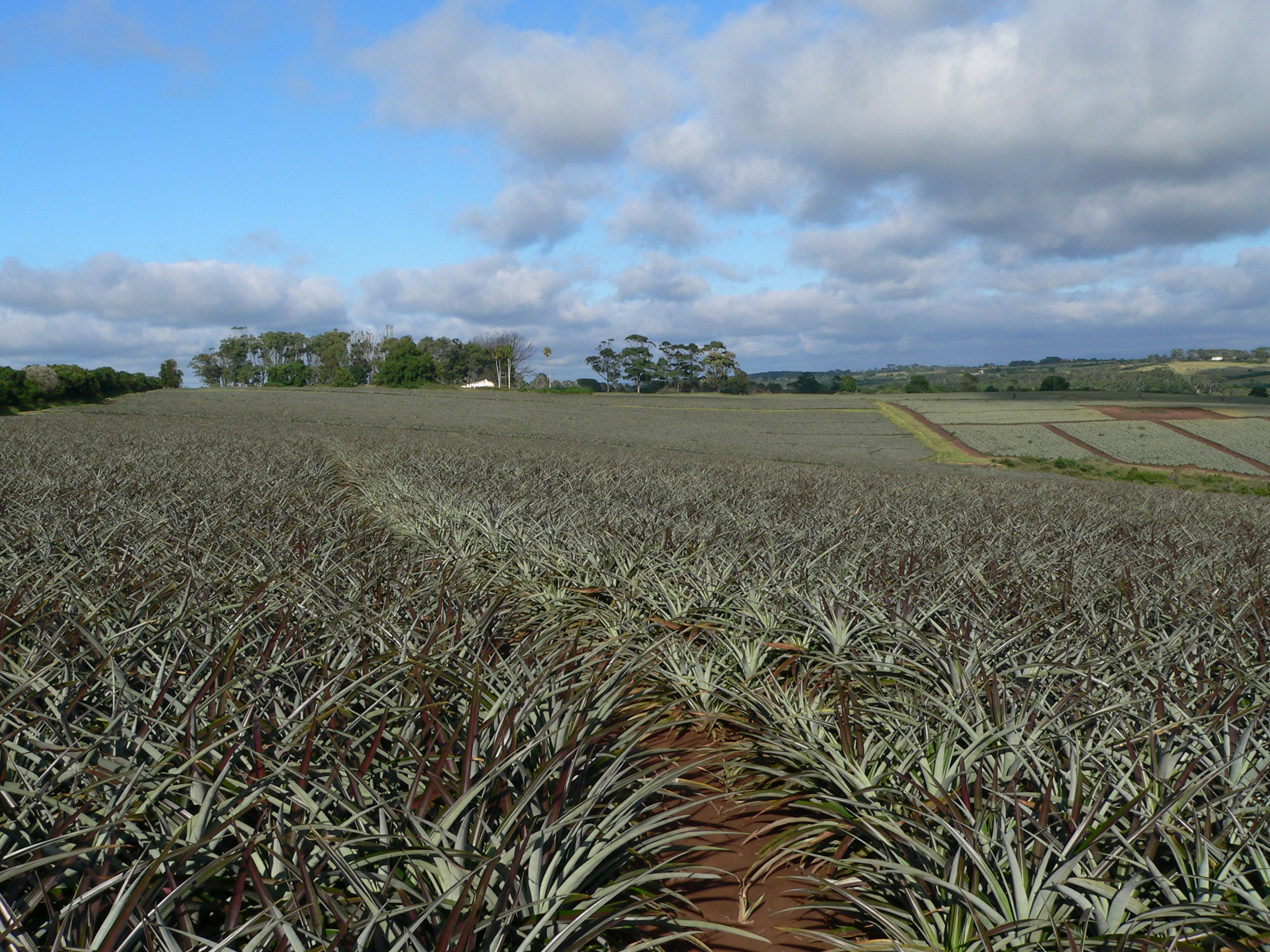 Old Pineapple Farm - 9