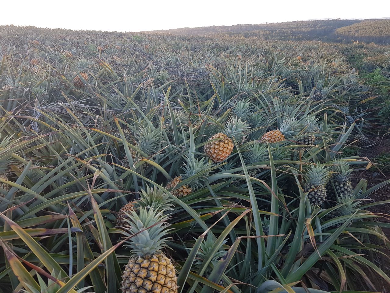 Old Pineapple Farm - 13