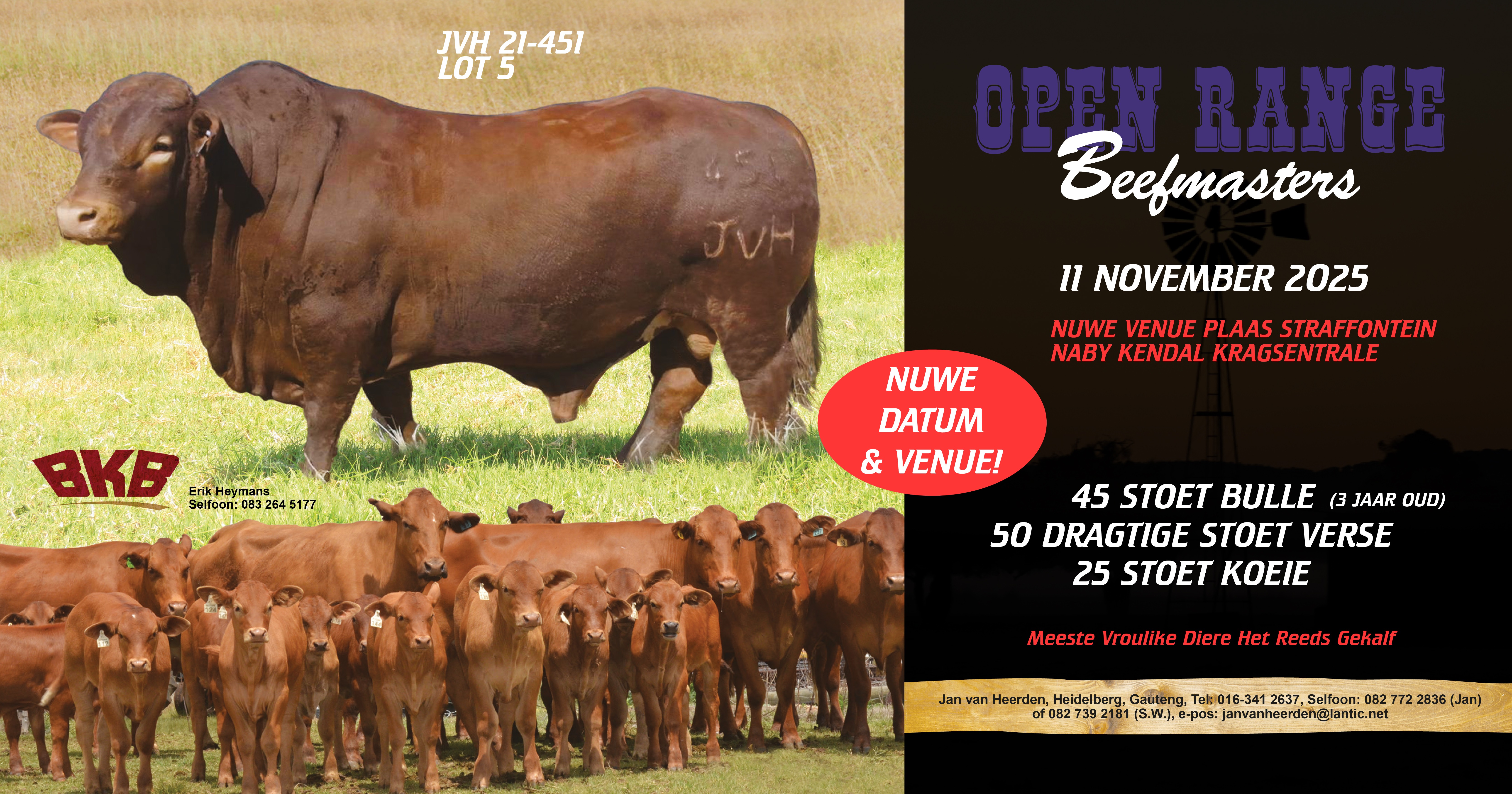 Open Range Beefmasters Produksieveiling | 11 November 2025 | Plaas Straffontein