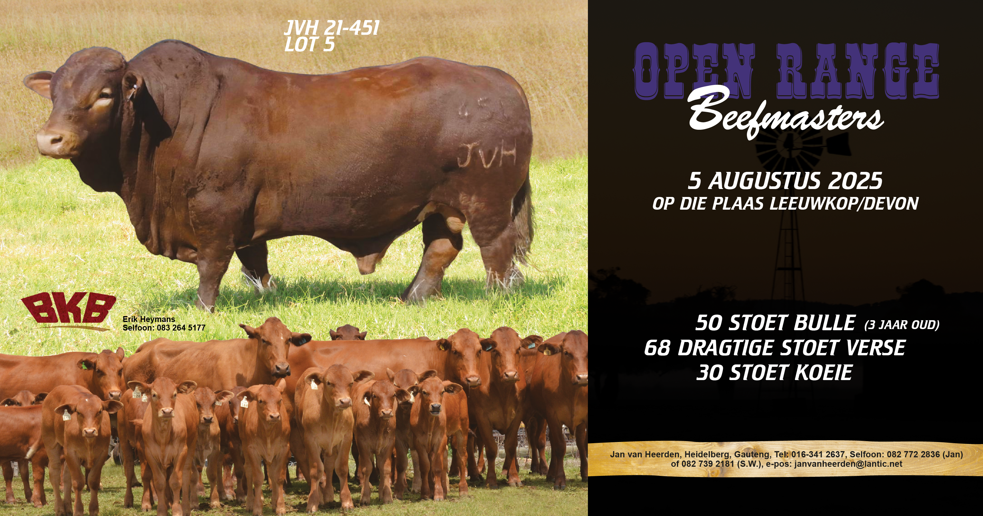Open Range Beefmasters se 11de Produksieveiling | 05 Augustus 2025 | Plaas Leeuwkop/Devon