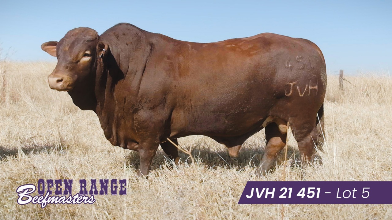 Open Range Beefmasters se 11de Produksieveiling | 05 Augustus 2025 | Plaas Leeuwkop/Devon - 1