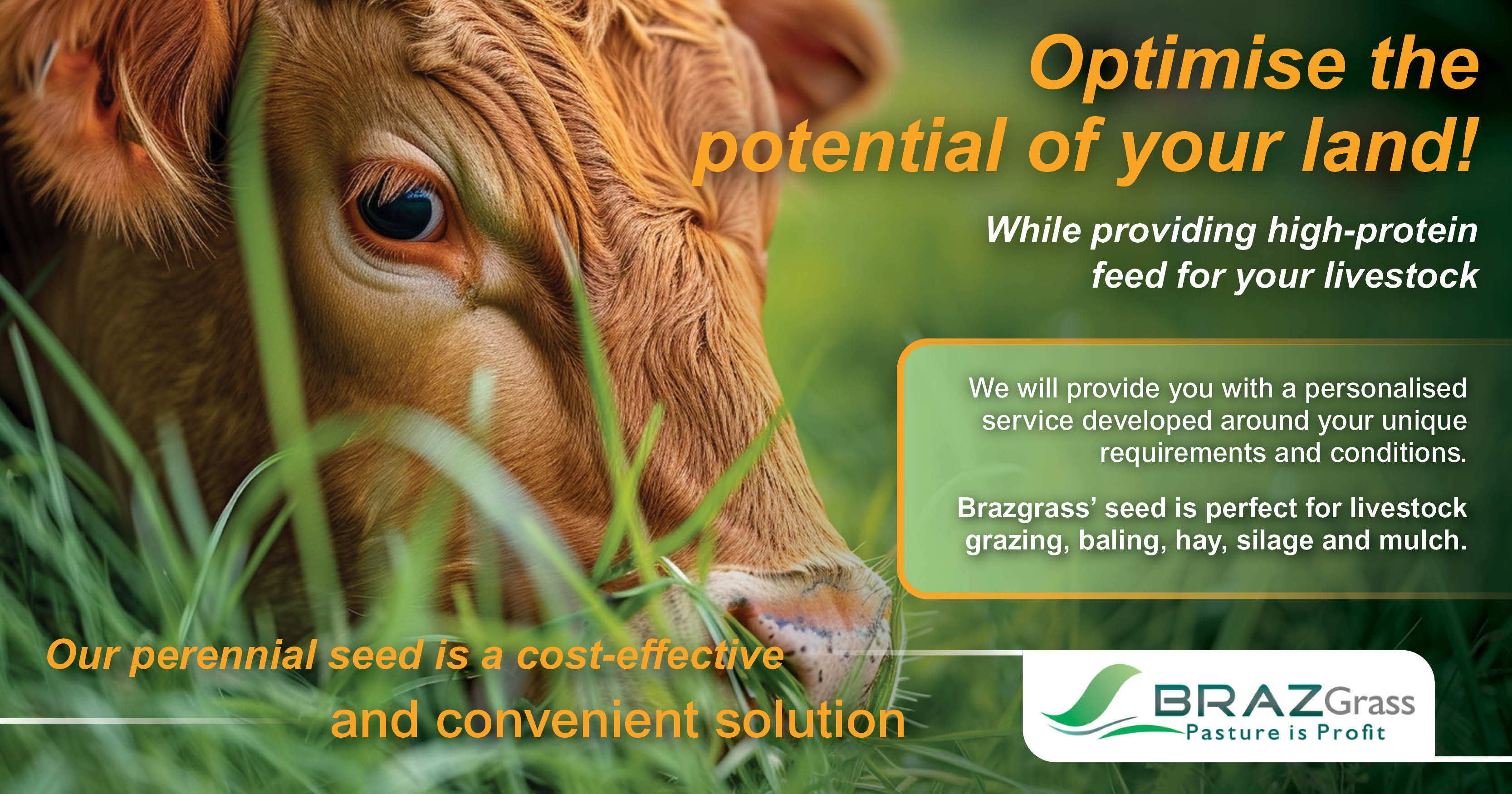 Optimise the potential of your land! | High-protein feed for your livestock | BRAZGrass