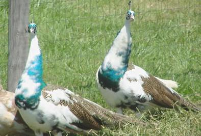 Peacocks And Peahens For Sale - 4
