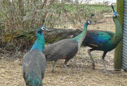 Peacocks And Peahens For Sale - 2