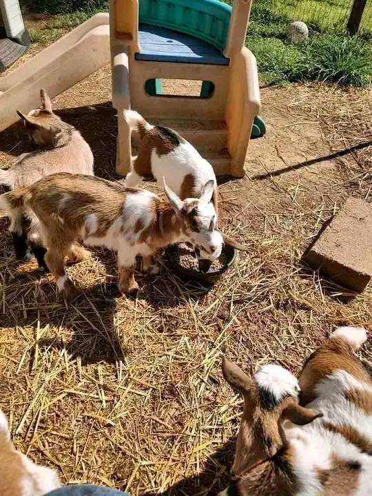 Pure Breed Boer Goats, Live Sheep, Cattle, Lambs - 2