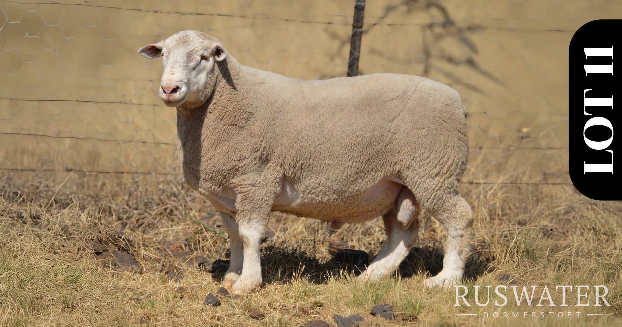 Ruswater Dormer 7th Production Auction | 4 October 2025 | 11:00 | Potchefstroom