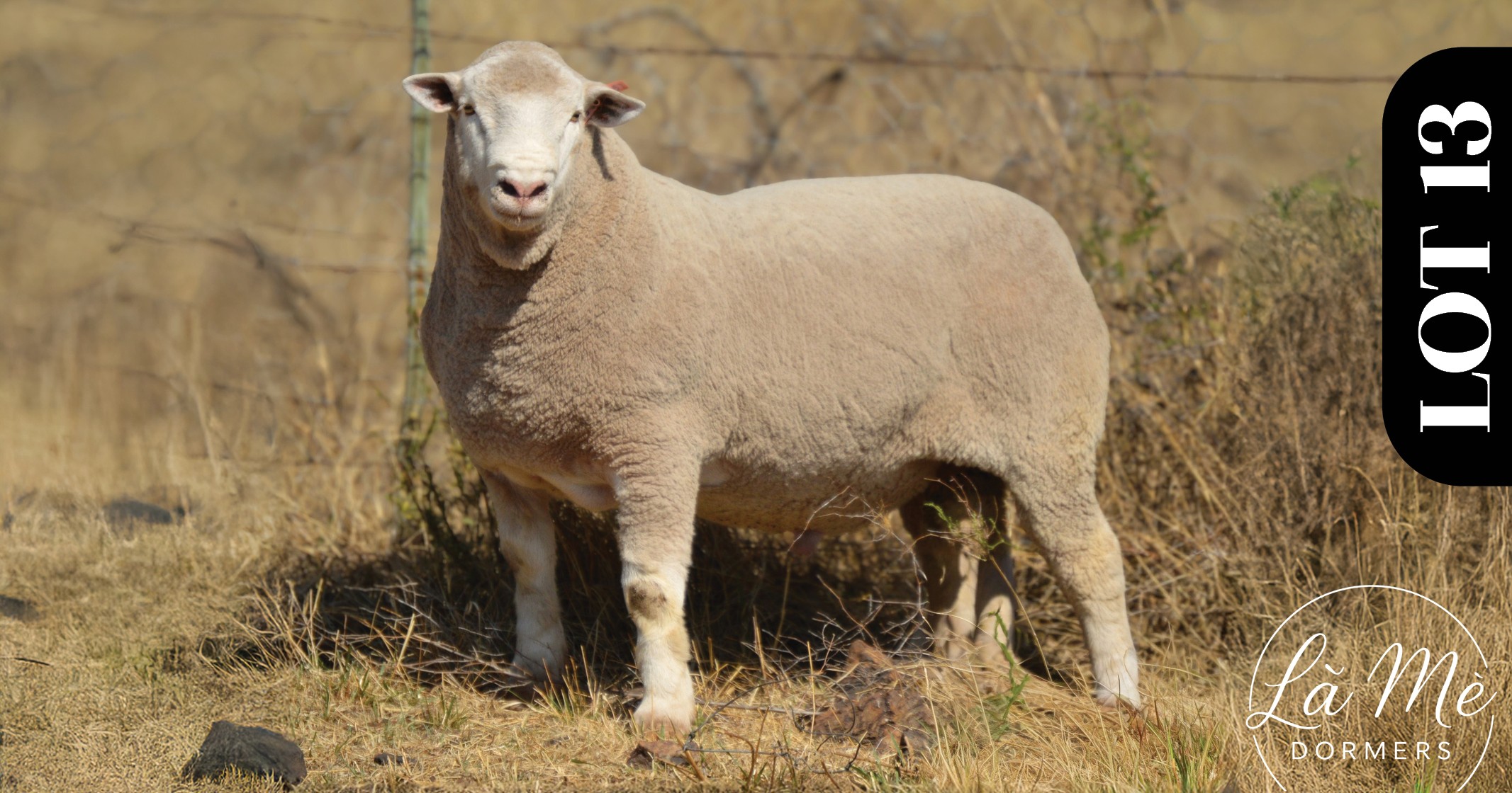 Ruswater Dormer 7th Production Auction | 4 October 2025 | 11:00 | Potchefstroom-131685