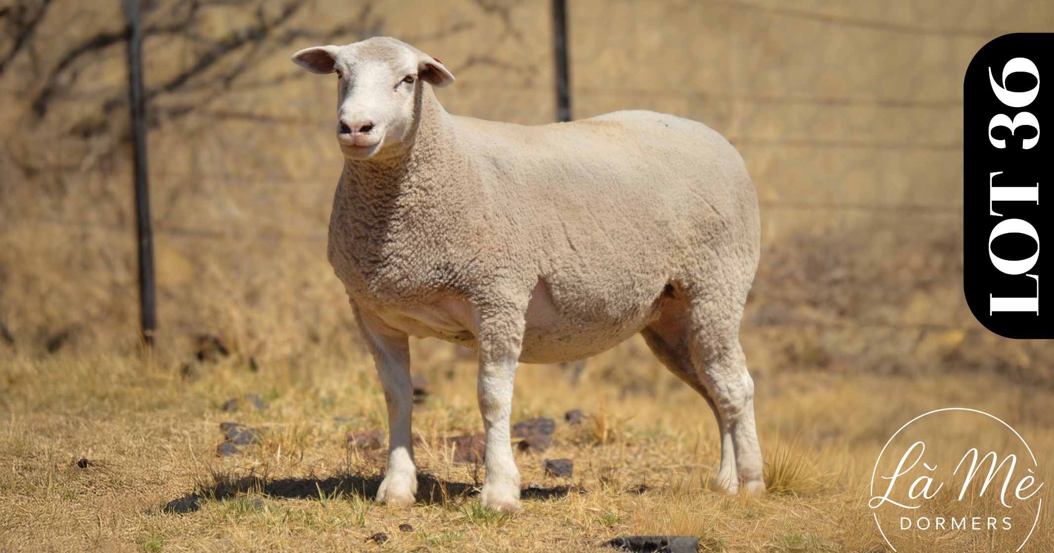 Ruswater Dormer 7th Production Auction | 4 October 2025 | 11:00 | Potchefstroom-131685