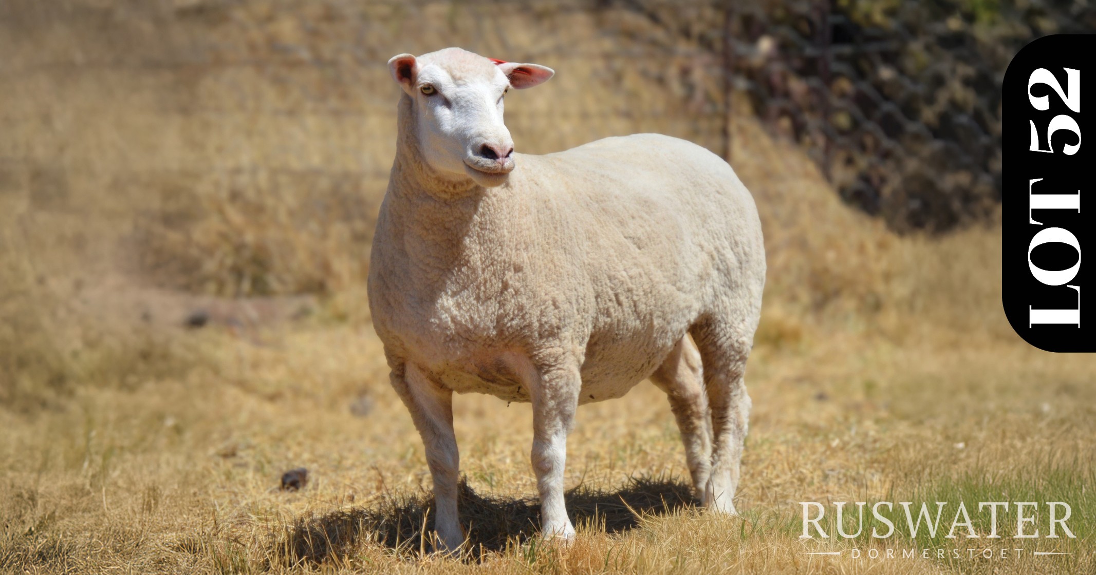 Ruswater Dormer 7th Production Auction | 4 October 2025 | 11:00 | Potchefstroom-131685