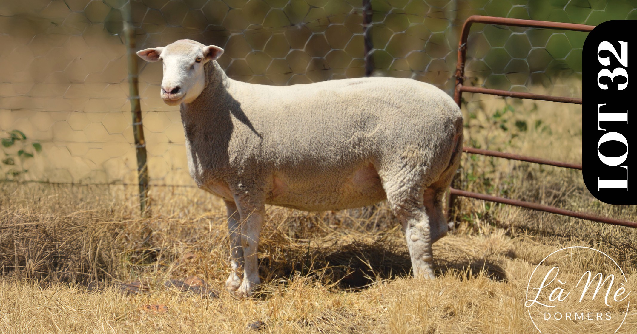 Ruswater Dormer 7th Production Auction | 4 October 2025 | 11:00 | Potchefstroom-131685