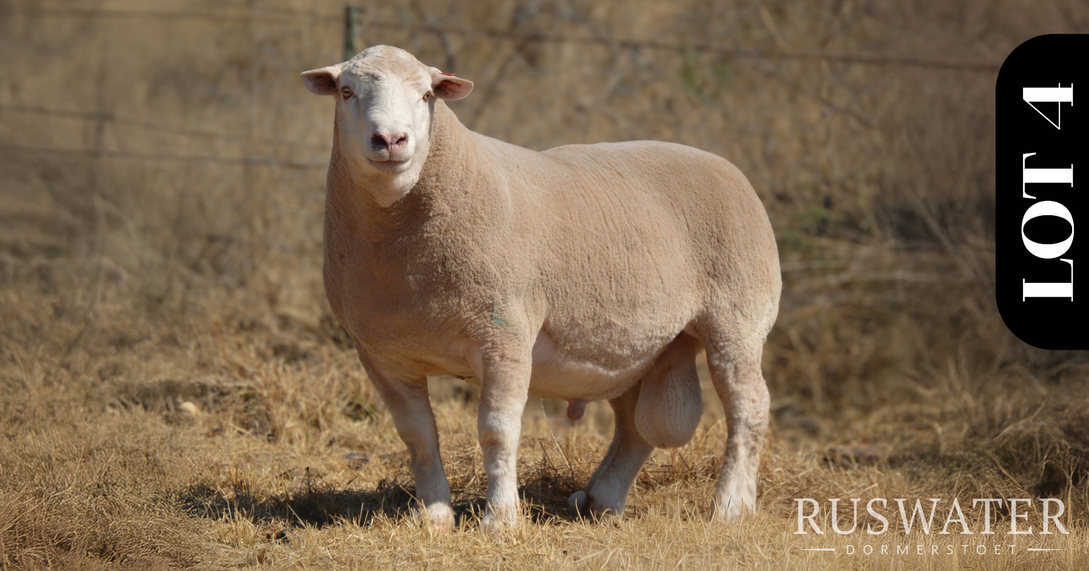 Ruswater Dormer 7th Production Auction | 4 October 2025 | 11:00 | Potchefstroom-131685