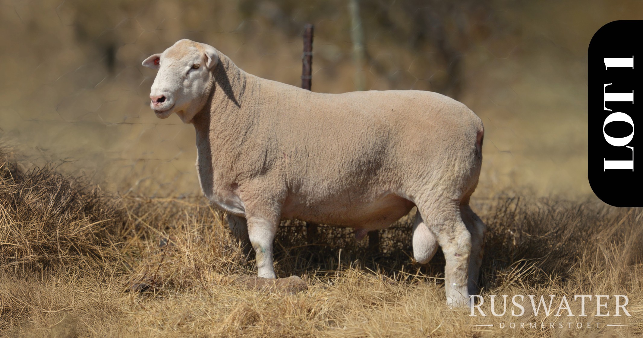 Ruswater Dormer 7th Production Auction | 4 October 2025 | 11:00 | Potchefstroom-131685