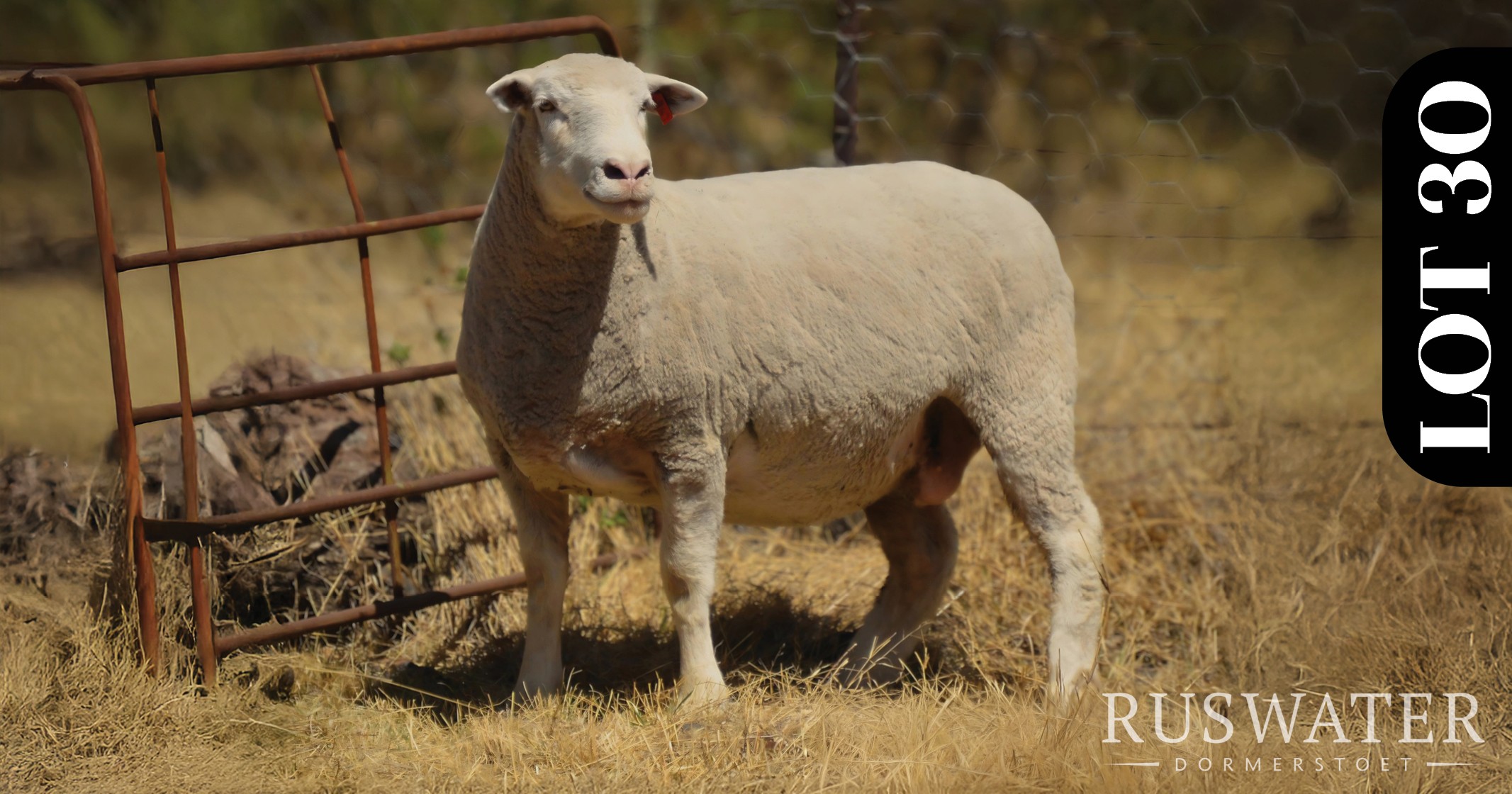 Ruswater Dormer 7th Production Auction | 4 October 2025 | 11:00 | Potchefstroom-131685