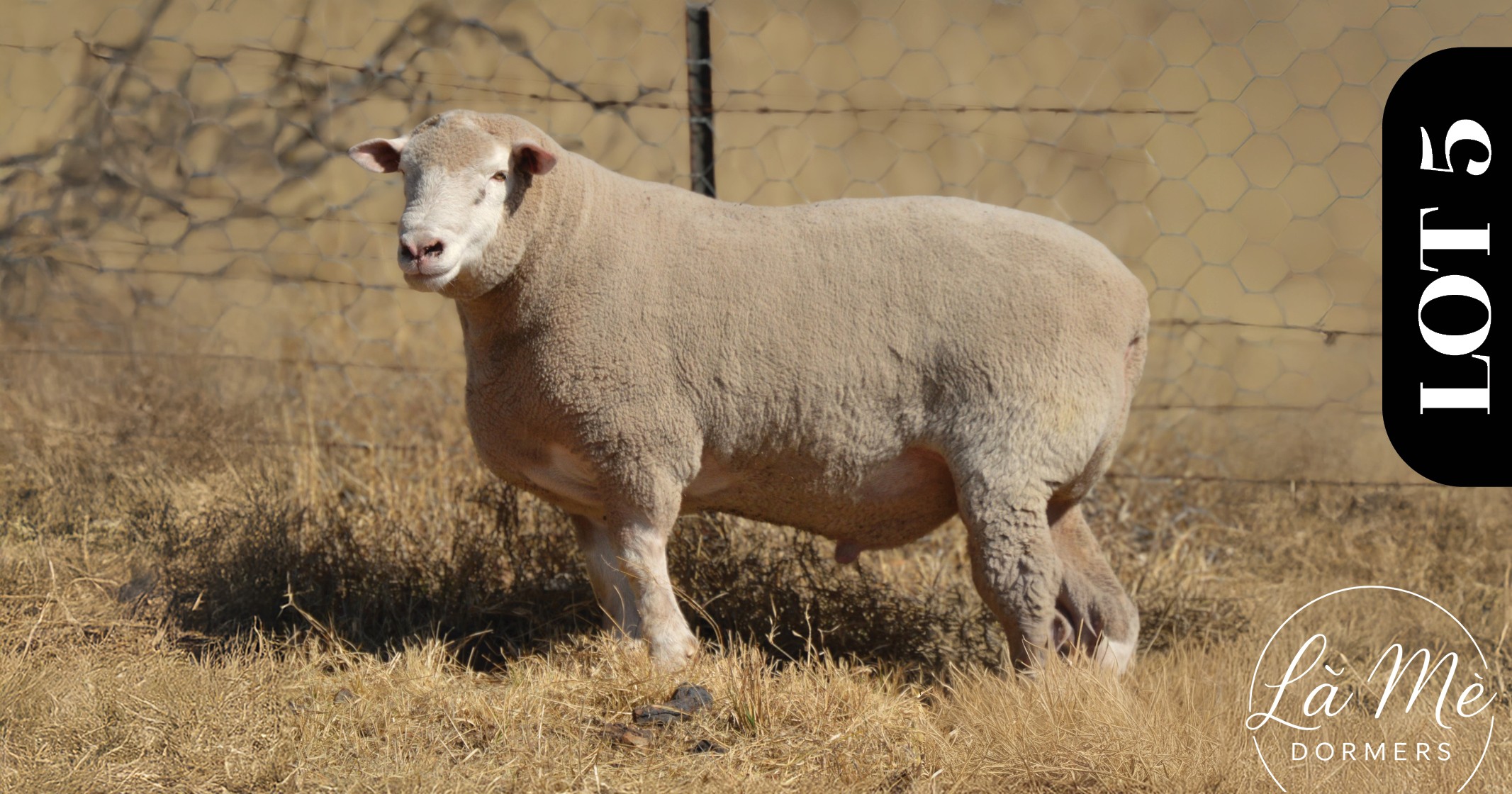 Ruswater Dormer 7th Production Auction | 4 October 2025 | 11:00 | Potchefstroom-131685