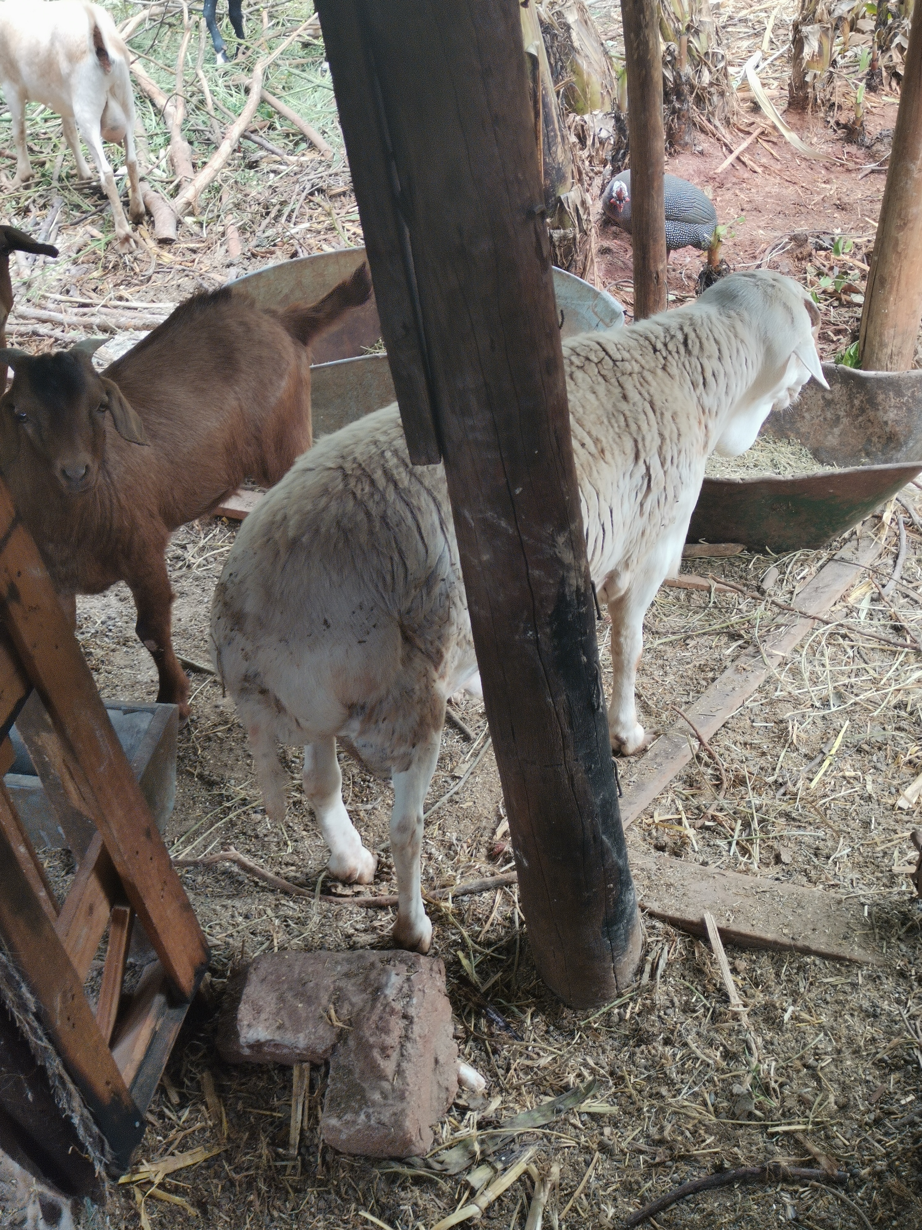 Sheep available - 4
