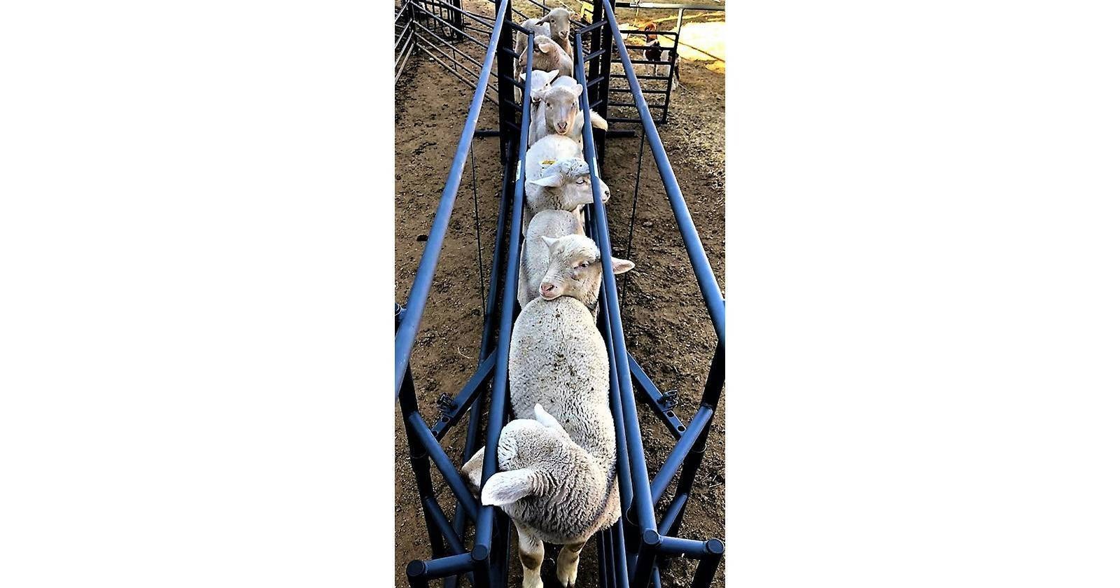 Sheep system | Skaap sisteem | Algar - 9