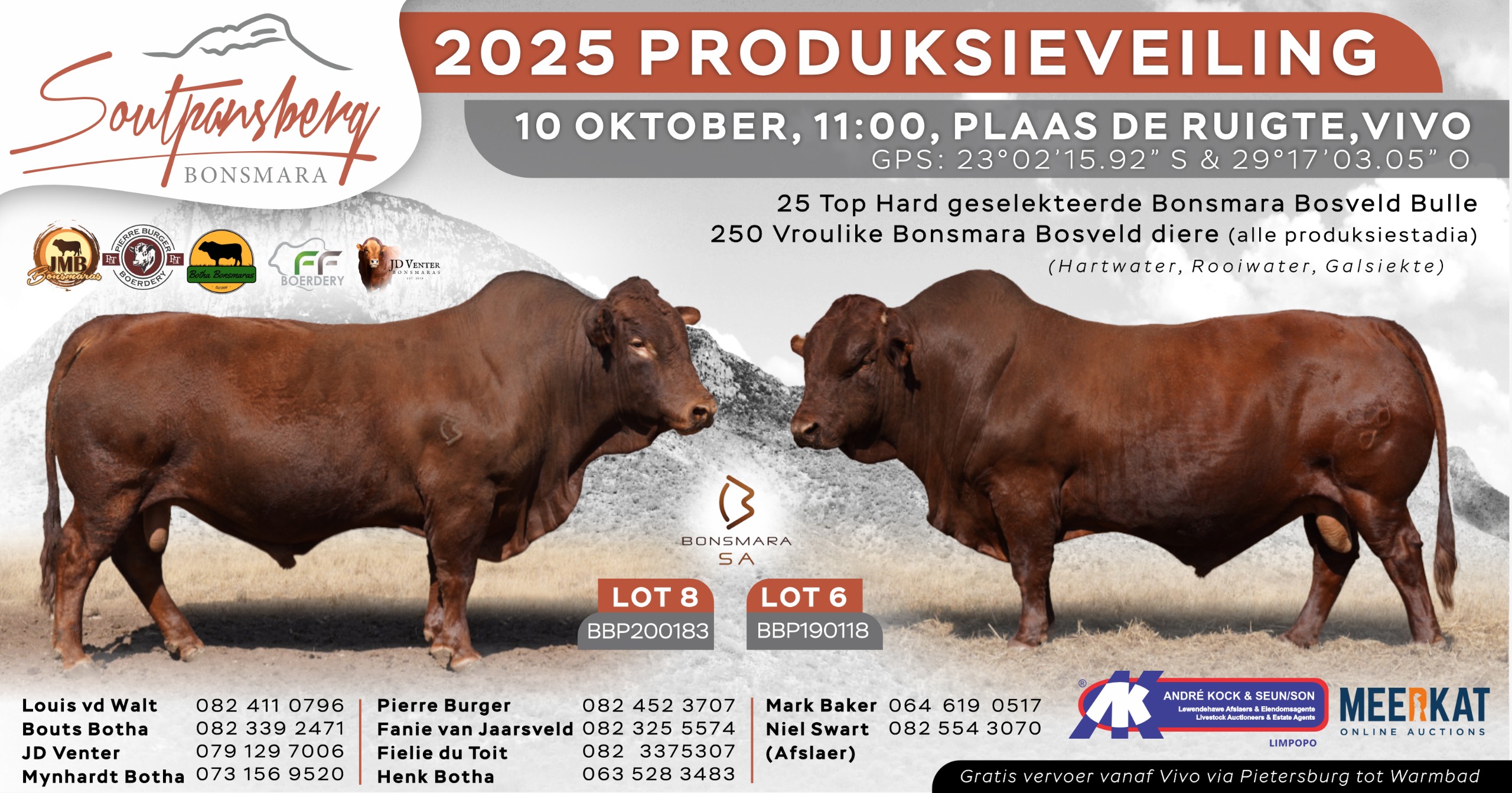 Soutpansberg Bonsmara 2025 Produksieveiling | 10 Oktober | 11:00 | Plaas de Ruigte, Vivo