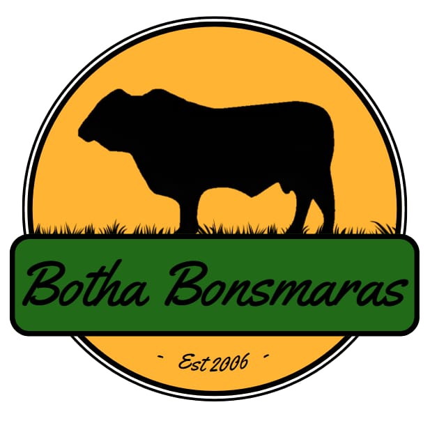 Soutpansberg Bonsmara 2025 Produksieveiling | 10 Oktober | 11:00 | Plaas de Ruigte, Vivo - 8
