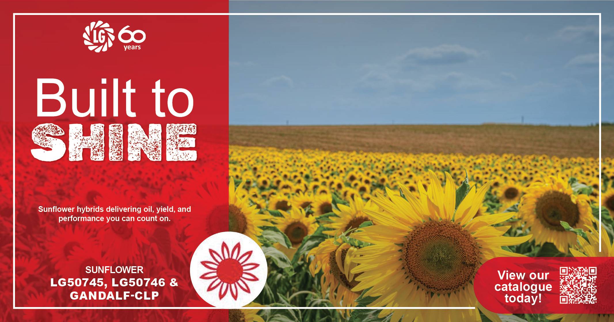 Sunflower cultivars | Built to shine | Limagrain Field Seeds South Africa