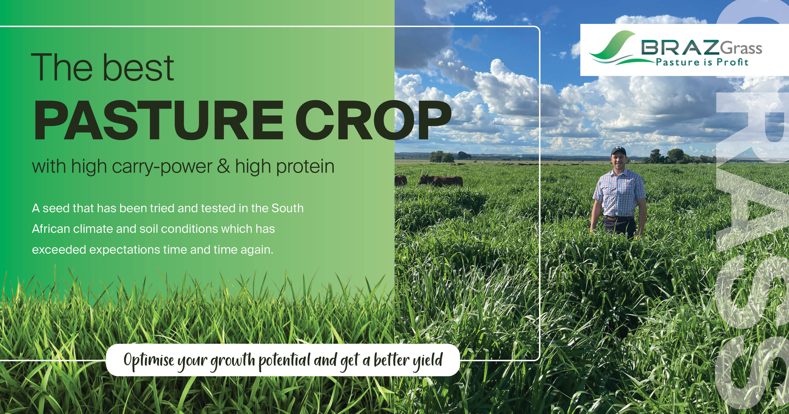 The best pasture crop with high carry-power & high protein | BRAZGrass