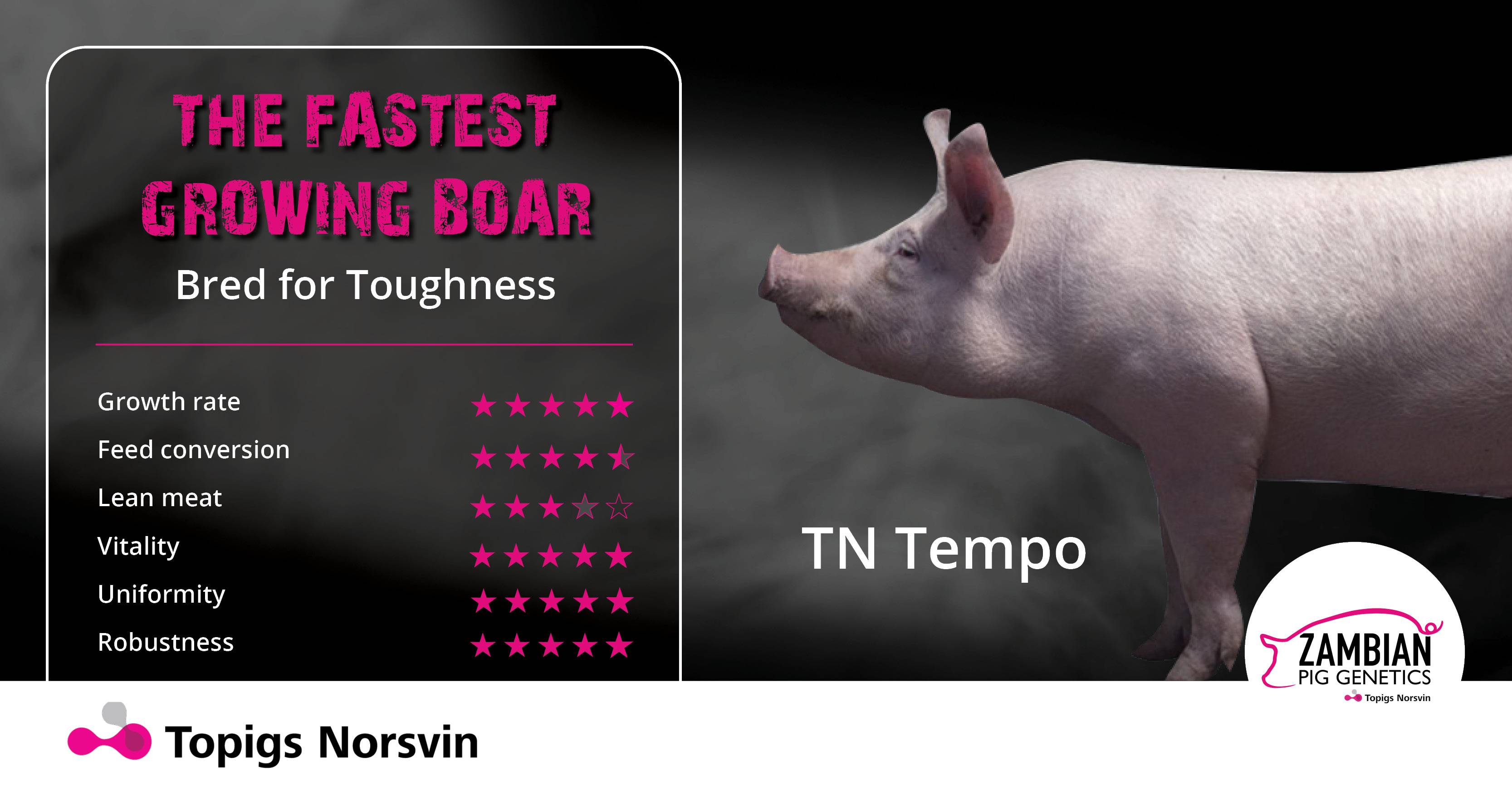 The fastest growing boar | TN Tempo | Zambian Pig Genetics