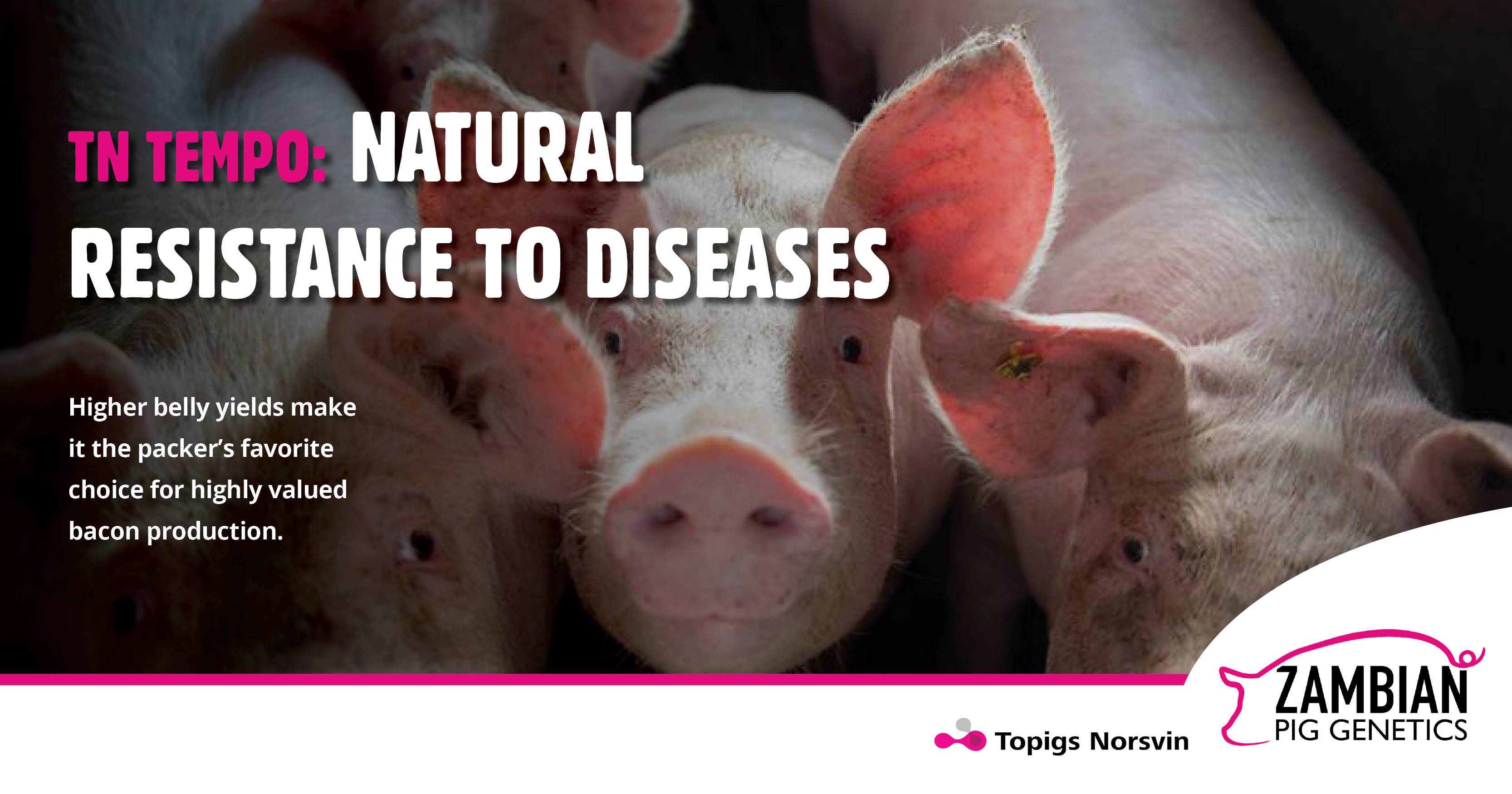 TN Tempo: Natural resistance to diseases | Zambian Pig Genetics