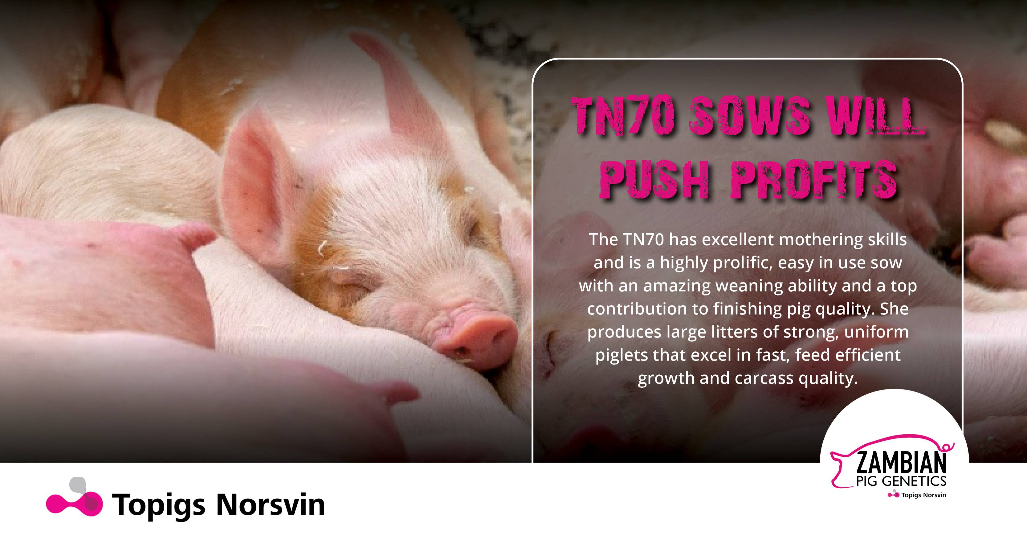 TN70 sows will push profits | Zambian Pig Genetics