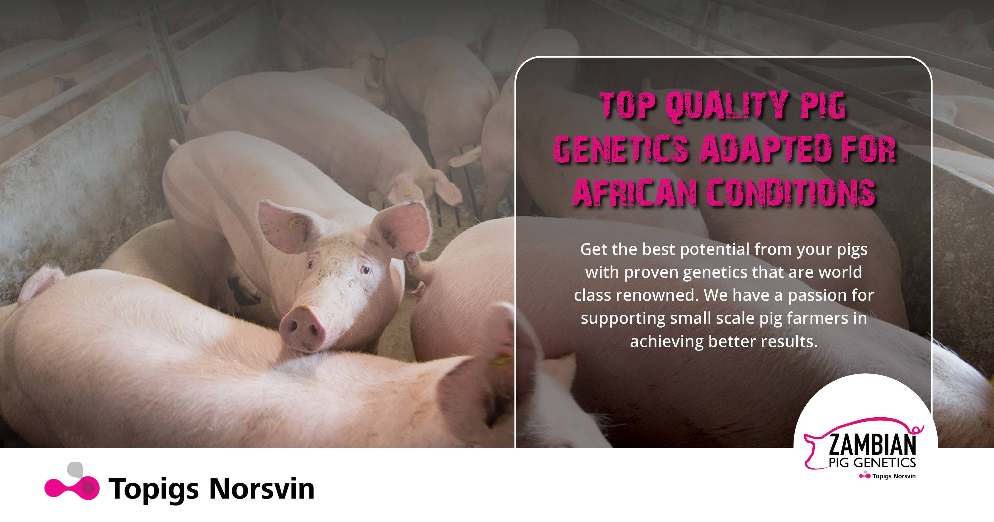 Top quality pig genetics adapted for African conditions | Zambian Pig Genetics