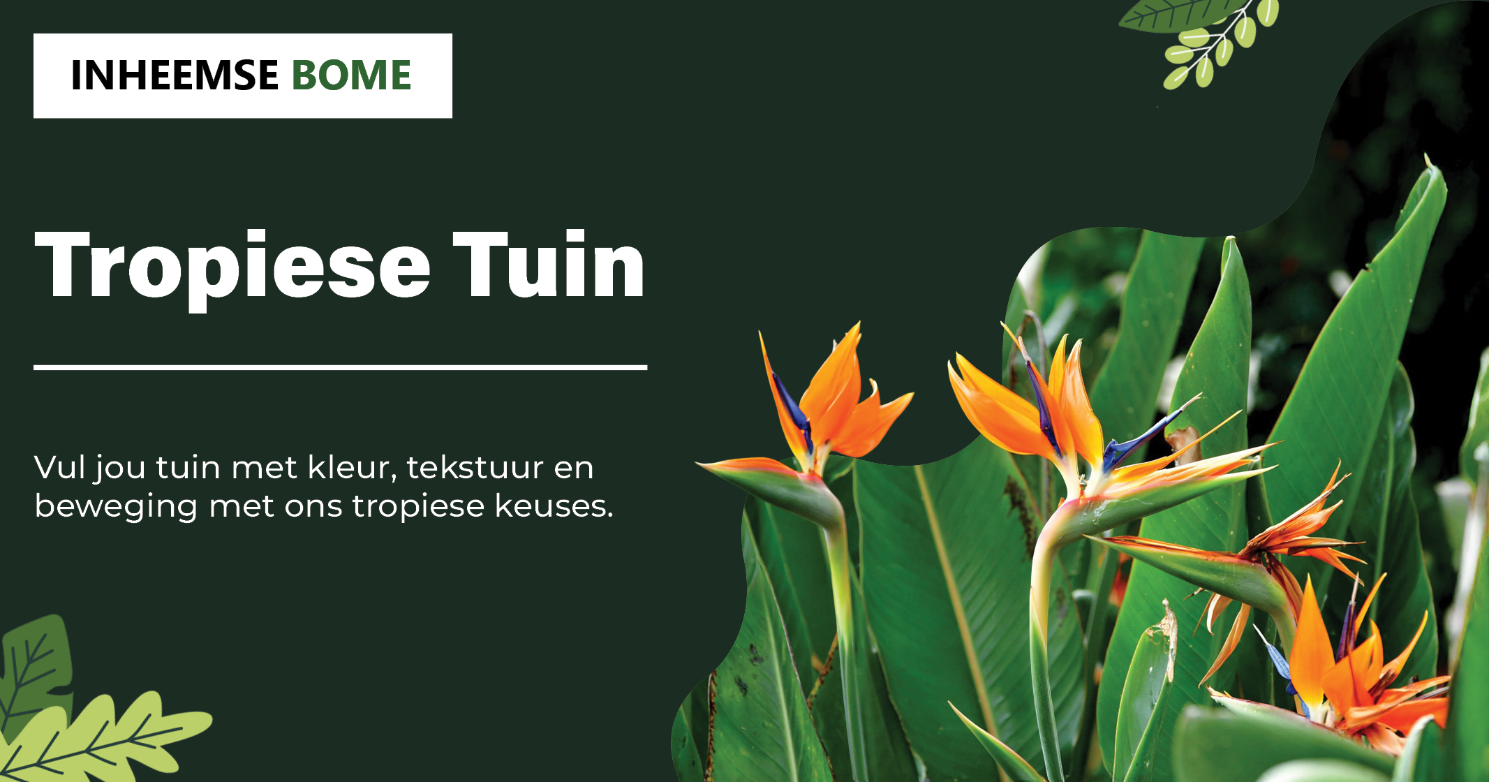 Tropiese Tuin | Bring kleur, tekstuur en lewe na jou tuin met ons tropiese bome | Inheemse Bome