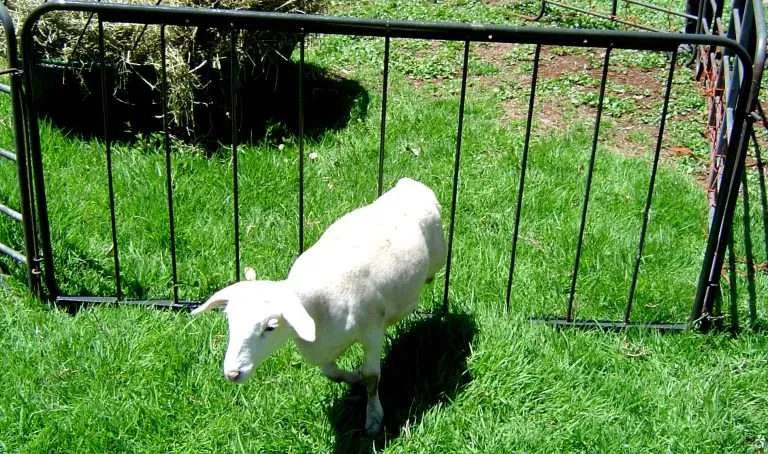 TSK7 Lamb Creep Panel (1850 x 900mm) | Tal-Tec - 1