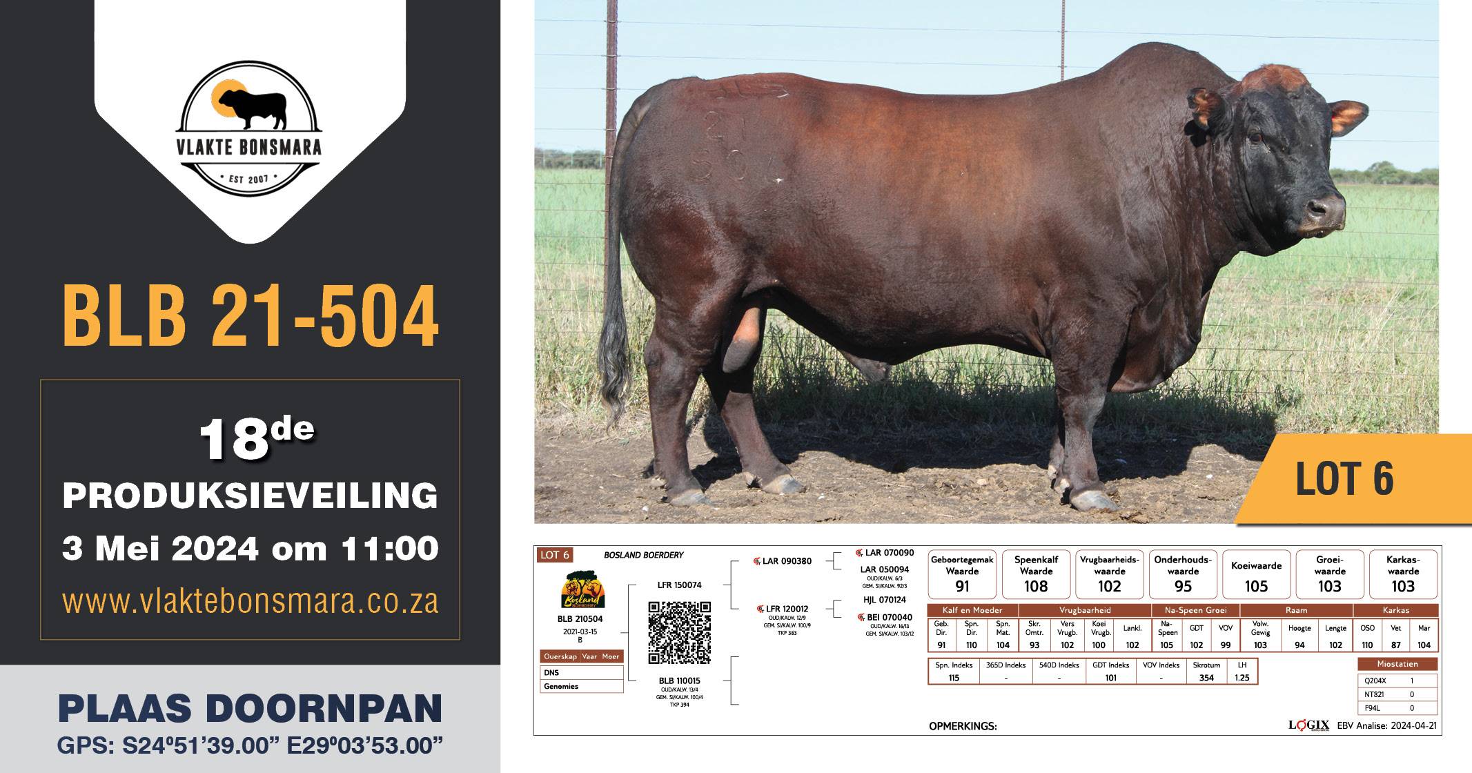 Vlakte Bonsmara 18de Produksieveiling | 3 Mei 2024 | 11:00 | Plaas Doornpan - 1